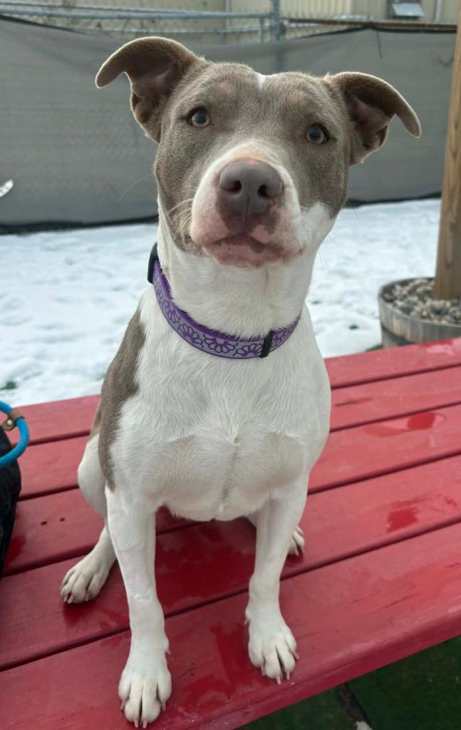 Enlarge June, a Adoptable mixed breed in Warren, MI image 4/6