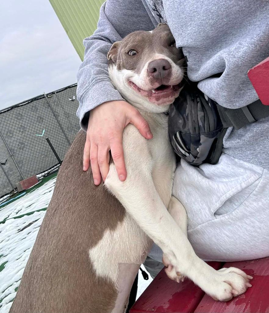 Enlarge June, a Adoptable mixed breed in Warren, MI image 5/6