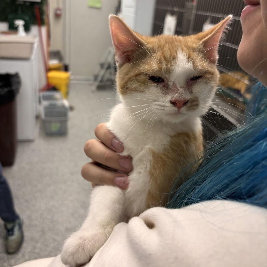 Dodge, Adoptable, Kitten Male Domestic Short Hair.