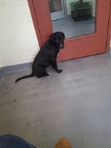 Augustus, ADOPTABLE, Puppy Male Black Labrador Retriever.