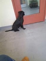 Enlarge Augustus, a ADOPTABLE Black Labrador Retriever in Glasgow, KY image 2/2
