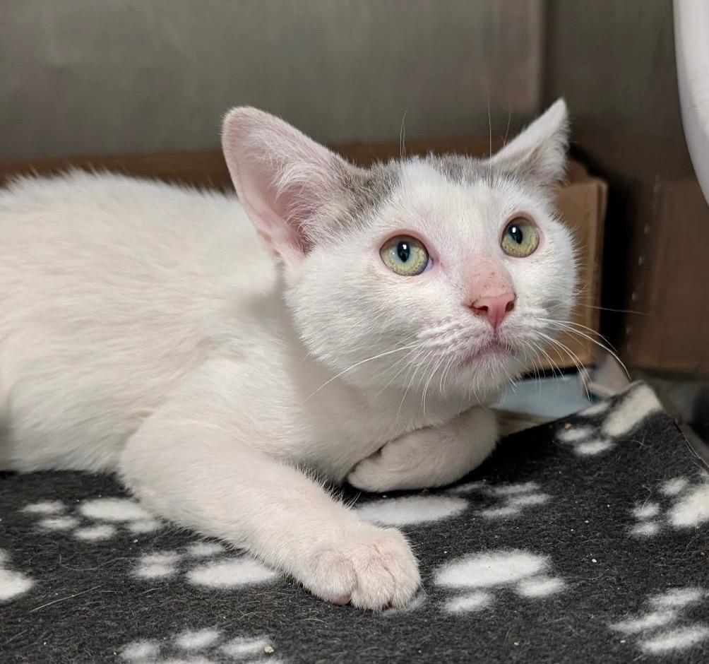 Snow Flake thumbnail 2