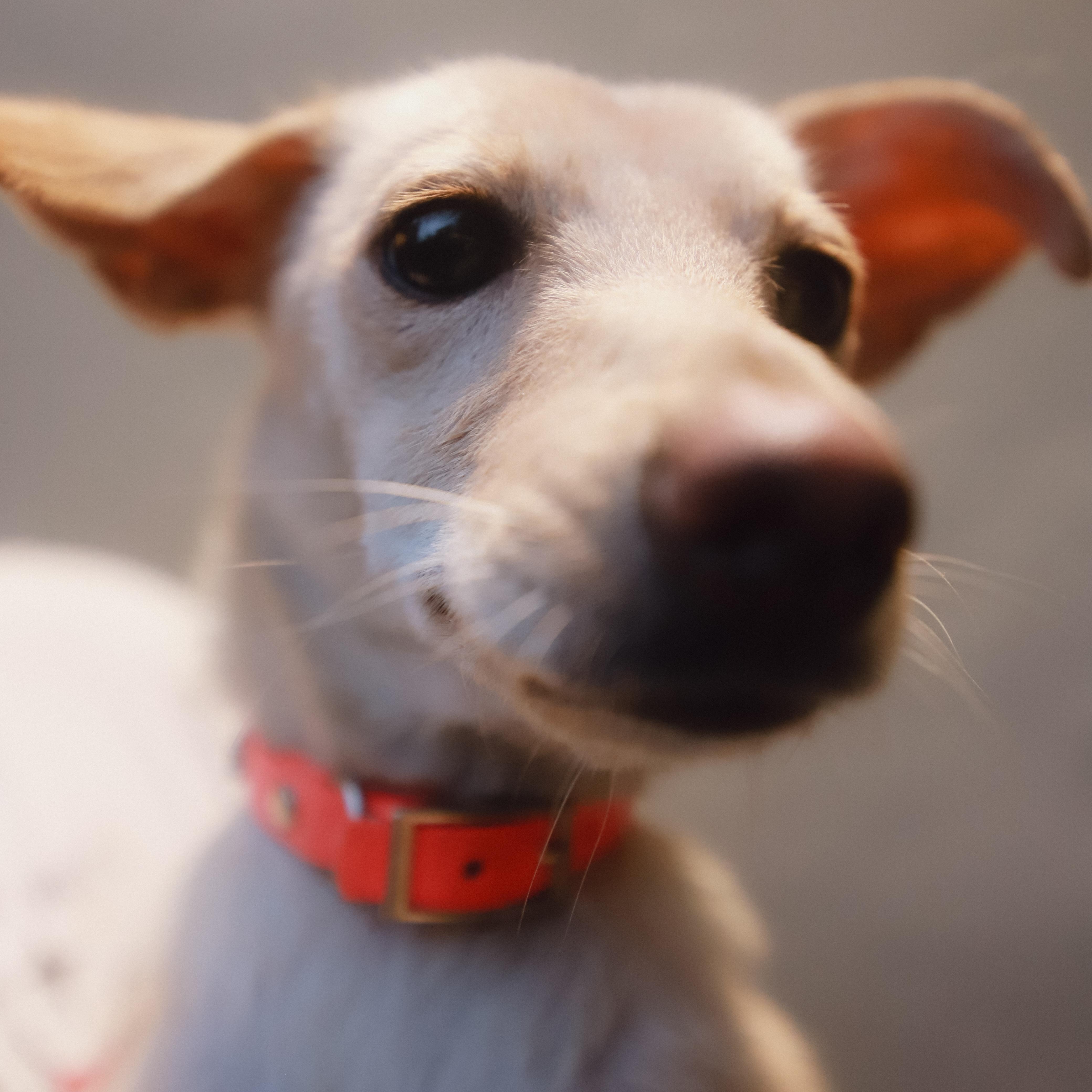 Gwen, a ADOPTABLE mixed breed in San Juan, PR image 2/5