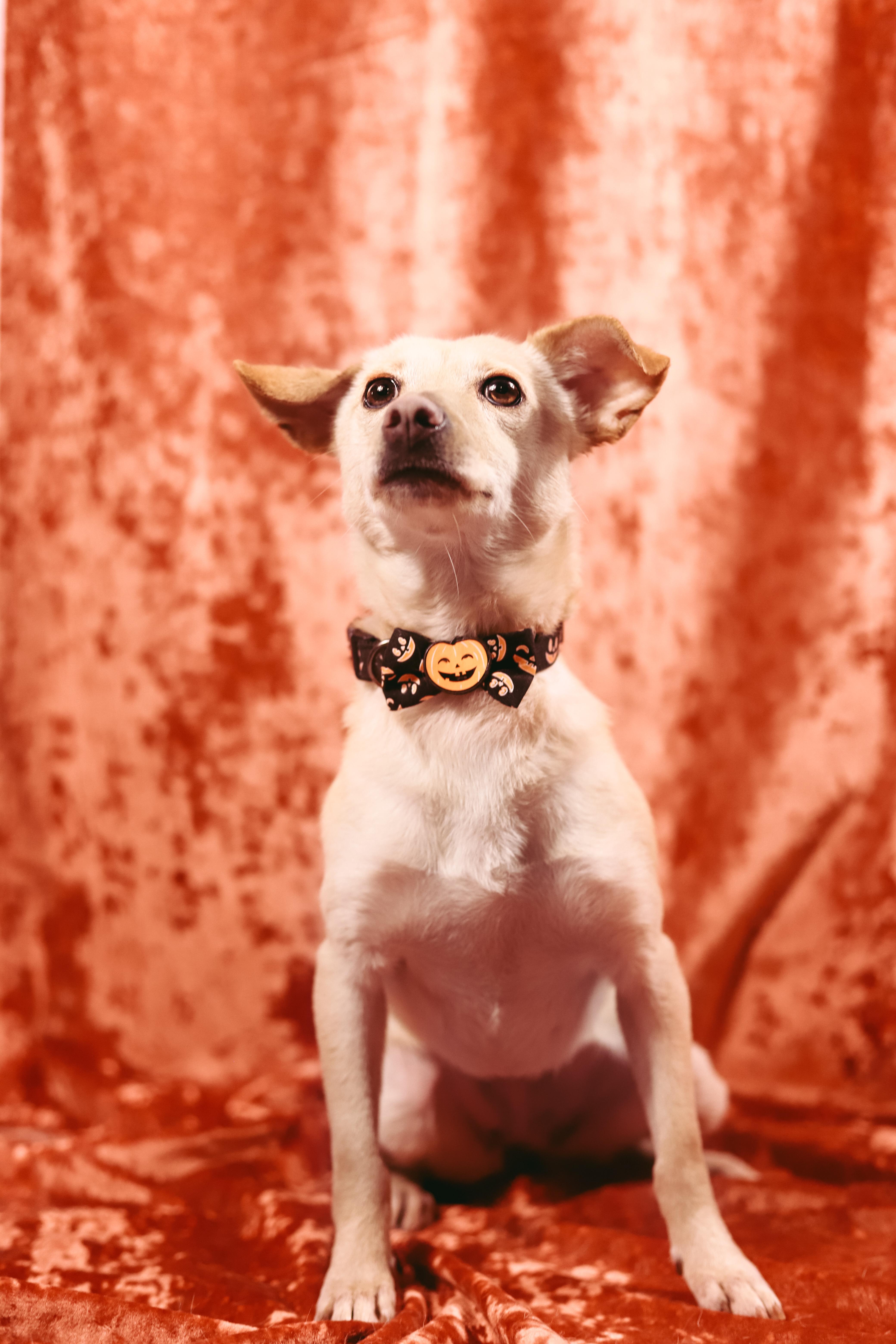 Enlarge Gwen, a Adoptable mixed breed in San Juan, PR image 1/5
