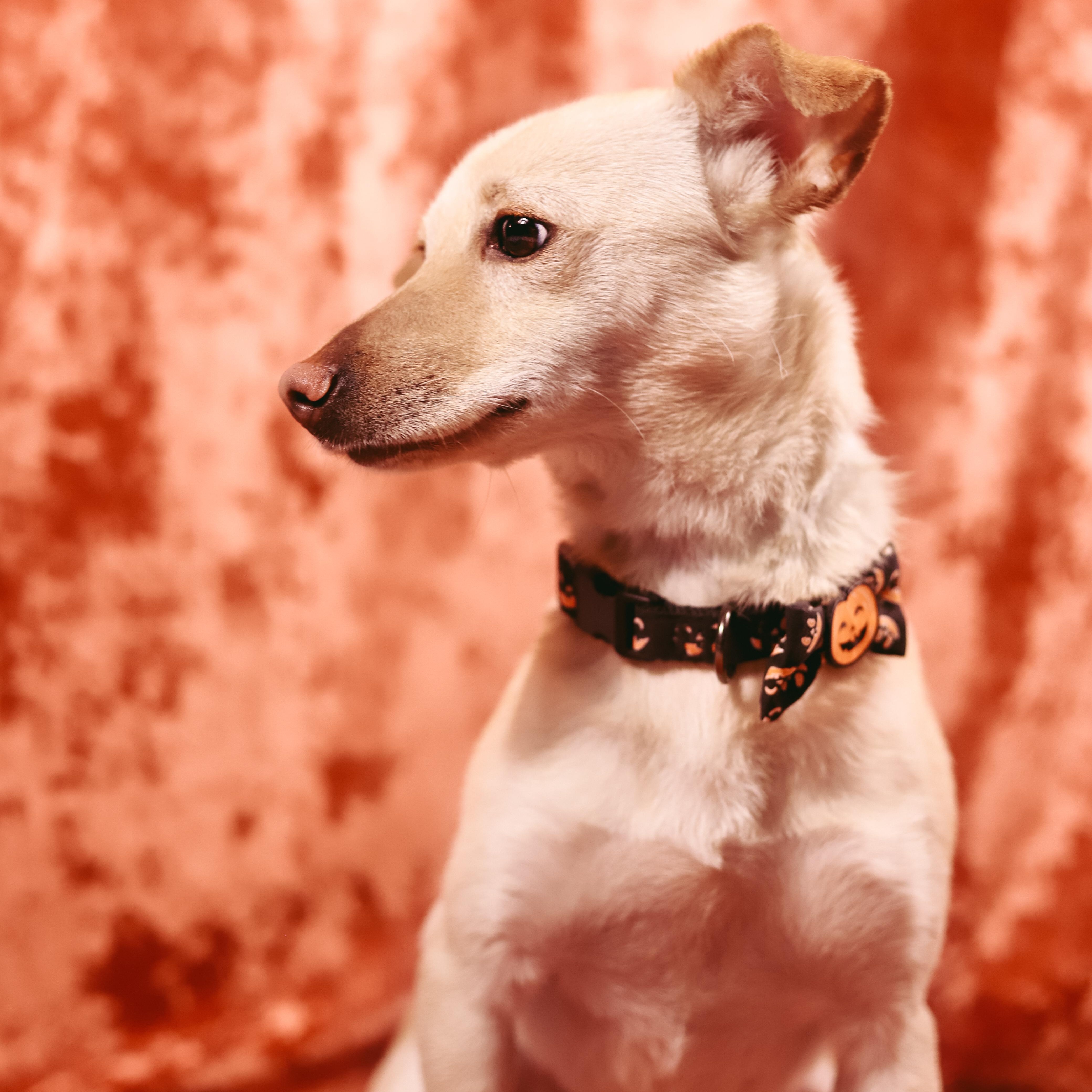 Enlarge Gwen, a Adoptable mixed breed in San Juan, PR image 2/5