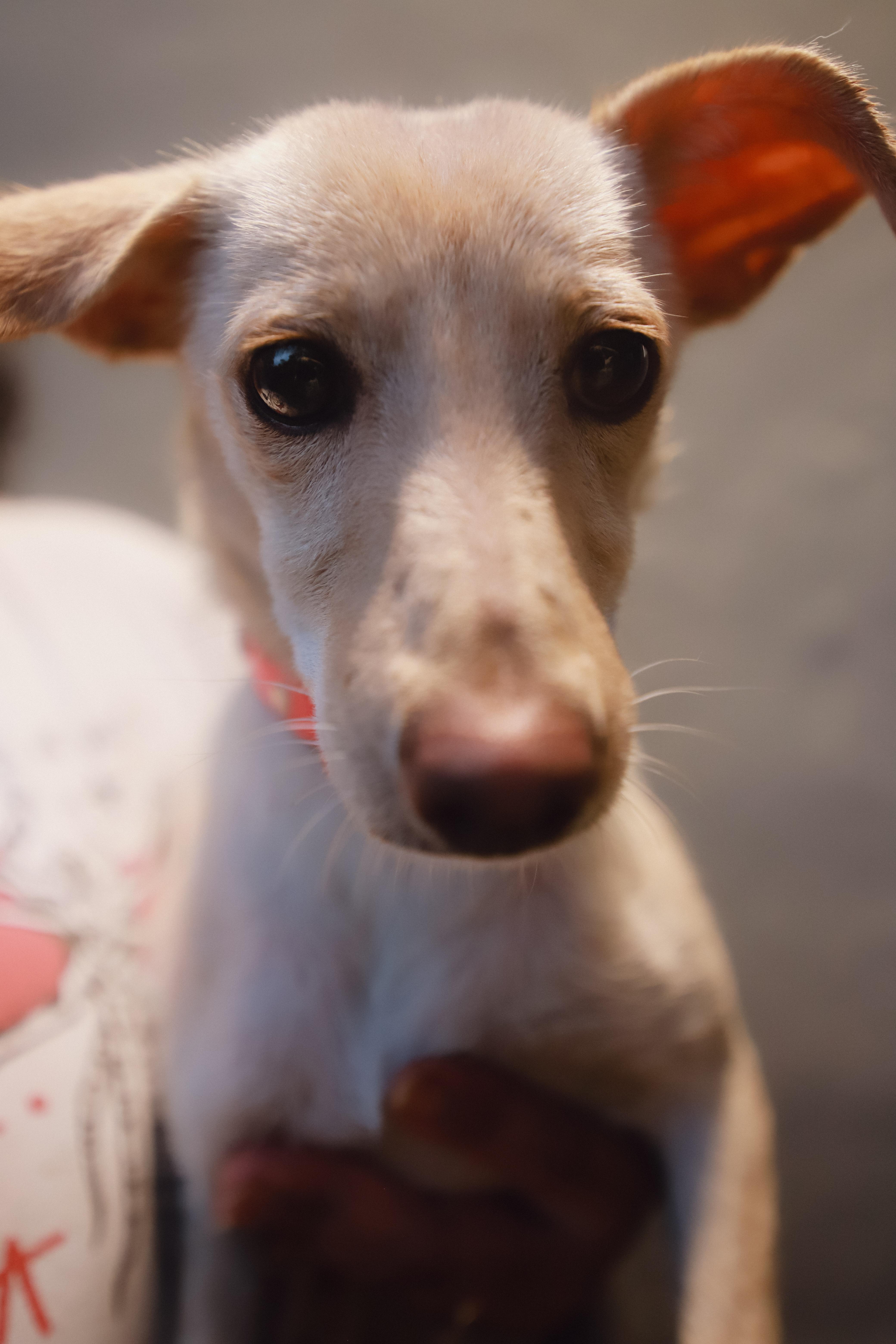 Gwen, a ADOPTABLE mixed breed in San Juan, PR image 4/5