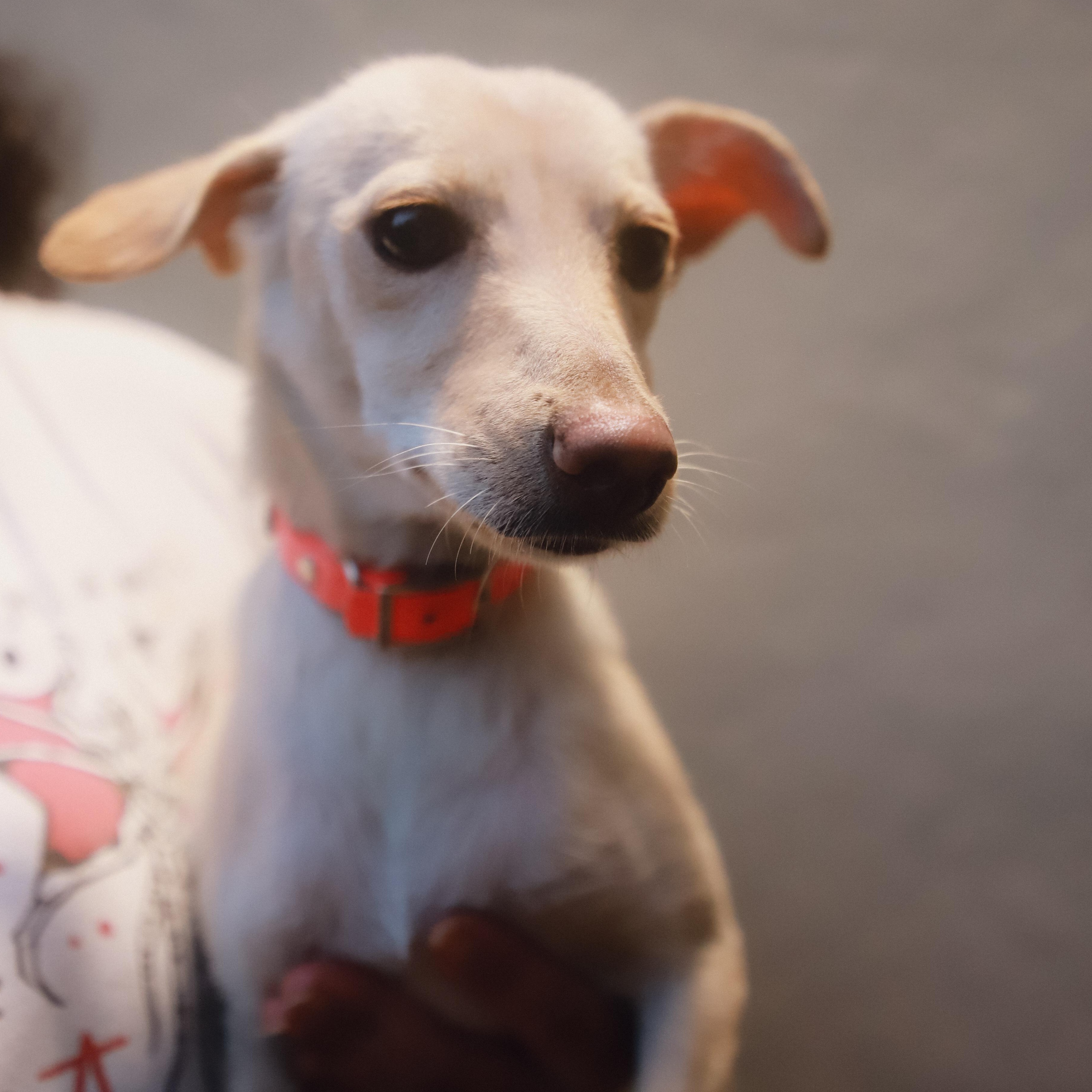 Gwen, ADOPTABLE, Adult Female Dachshund.