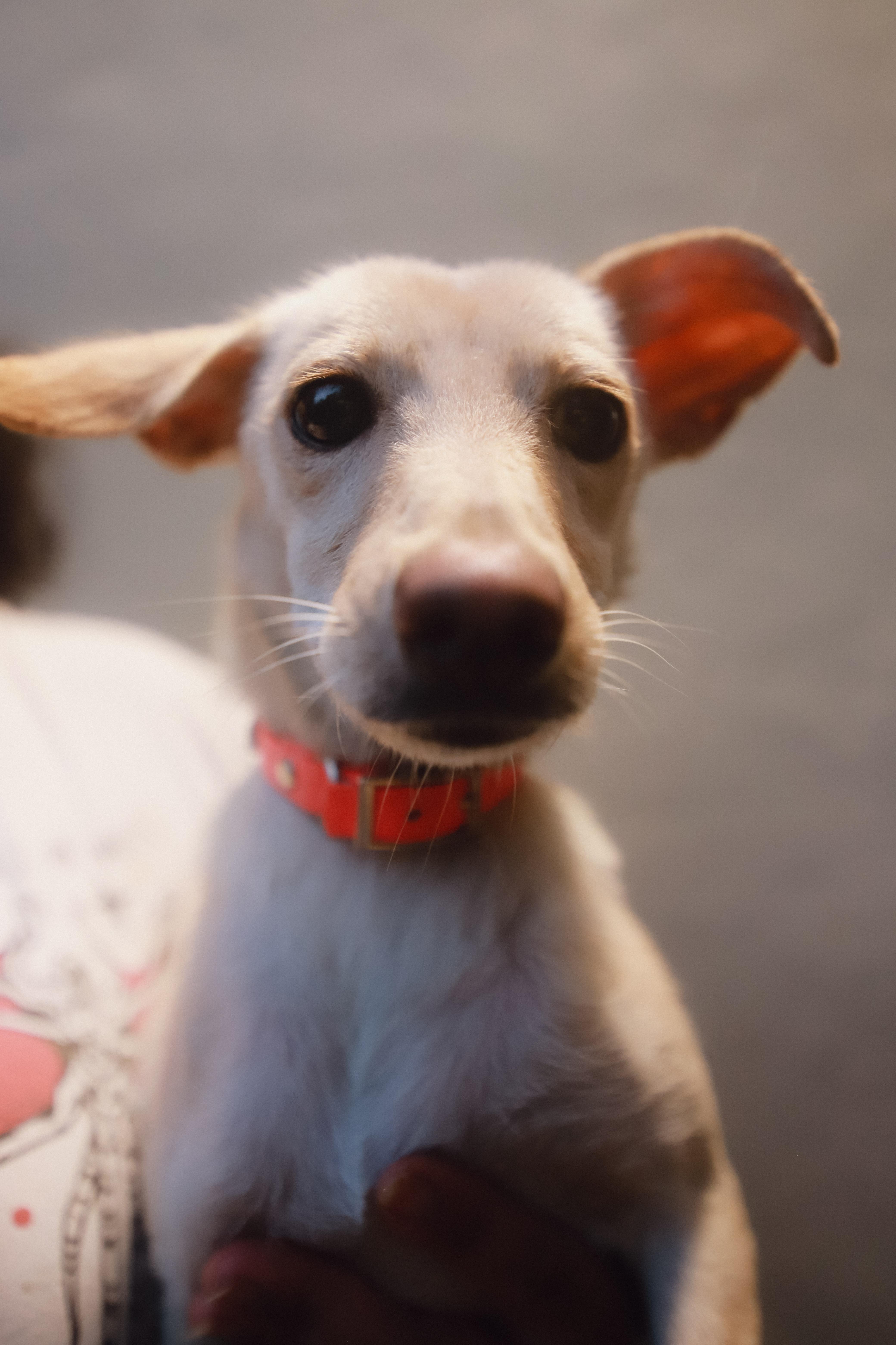 Gwen, a ADOPTABLE mixed breed in San Juan, PR image 3/5