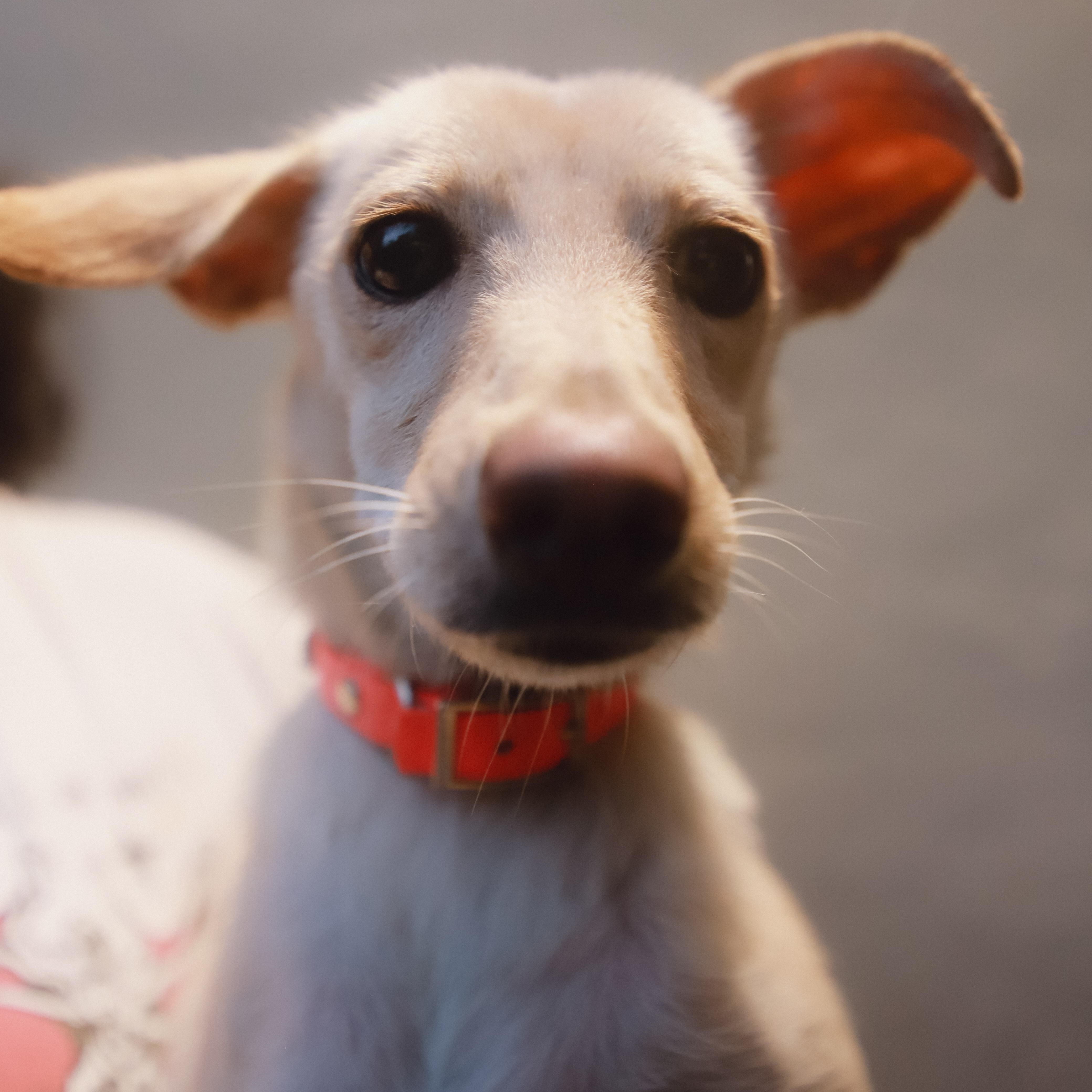 Enlarge Gwen, a Adoptable mixed breed in San Juan, PR image 5/5