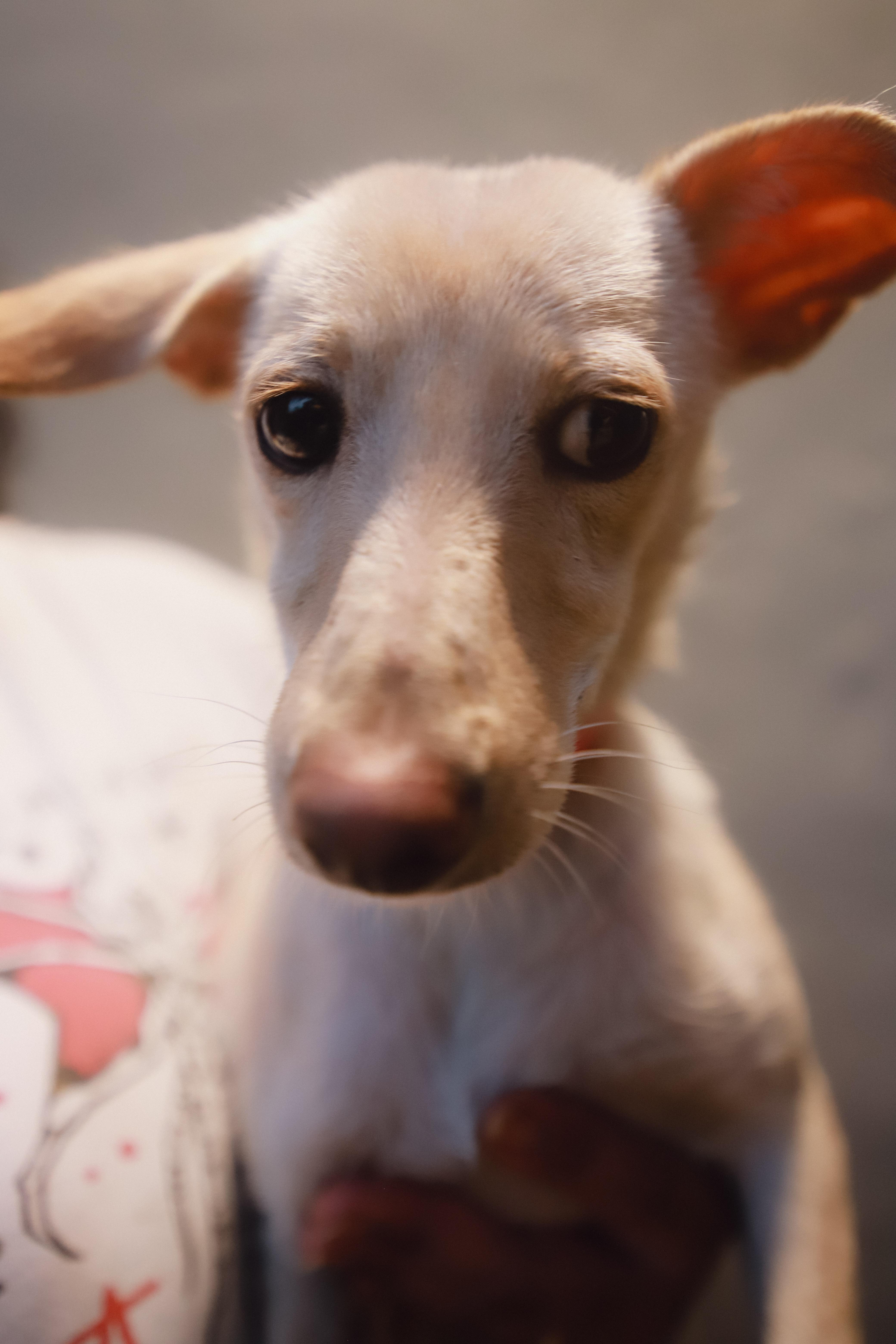 Gwen, a ADOPTABLE mixed breed in San Juan, PR image 5/5