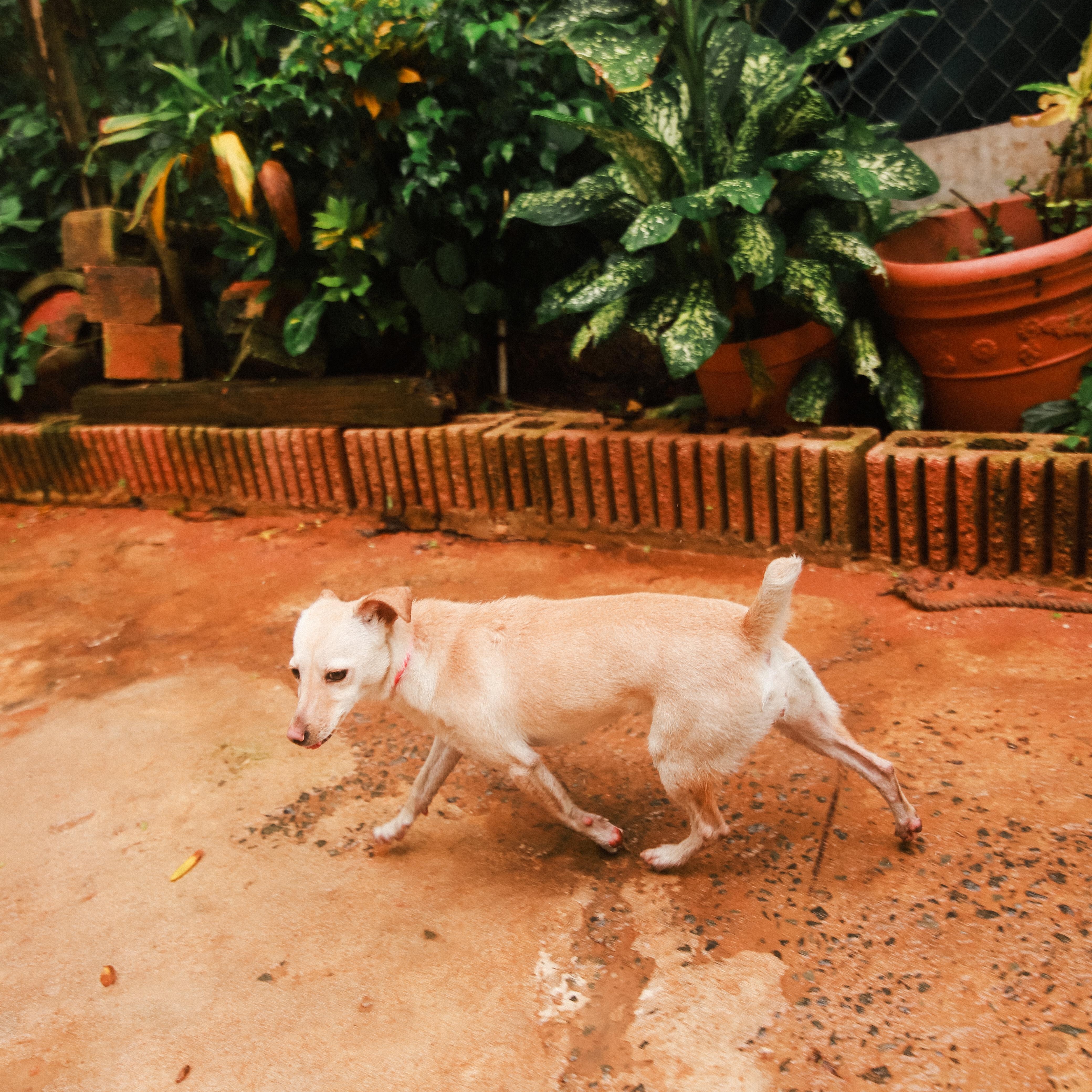 Enlarge Gwen, a Adoptable mixed breed in San Juan, PR image 3/5