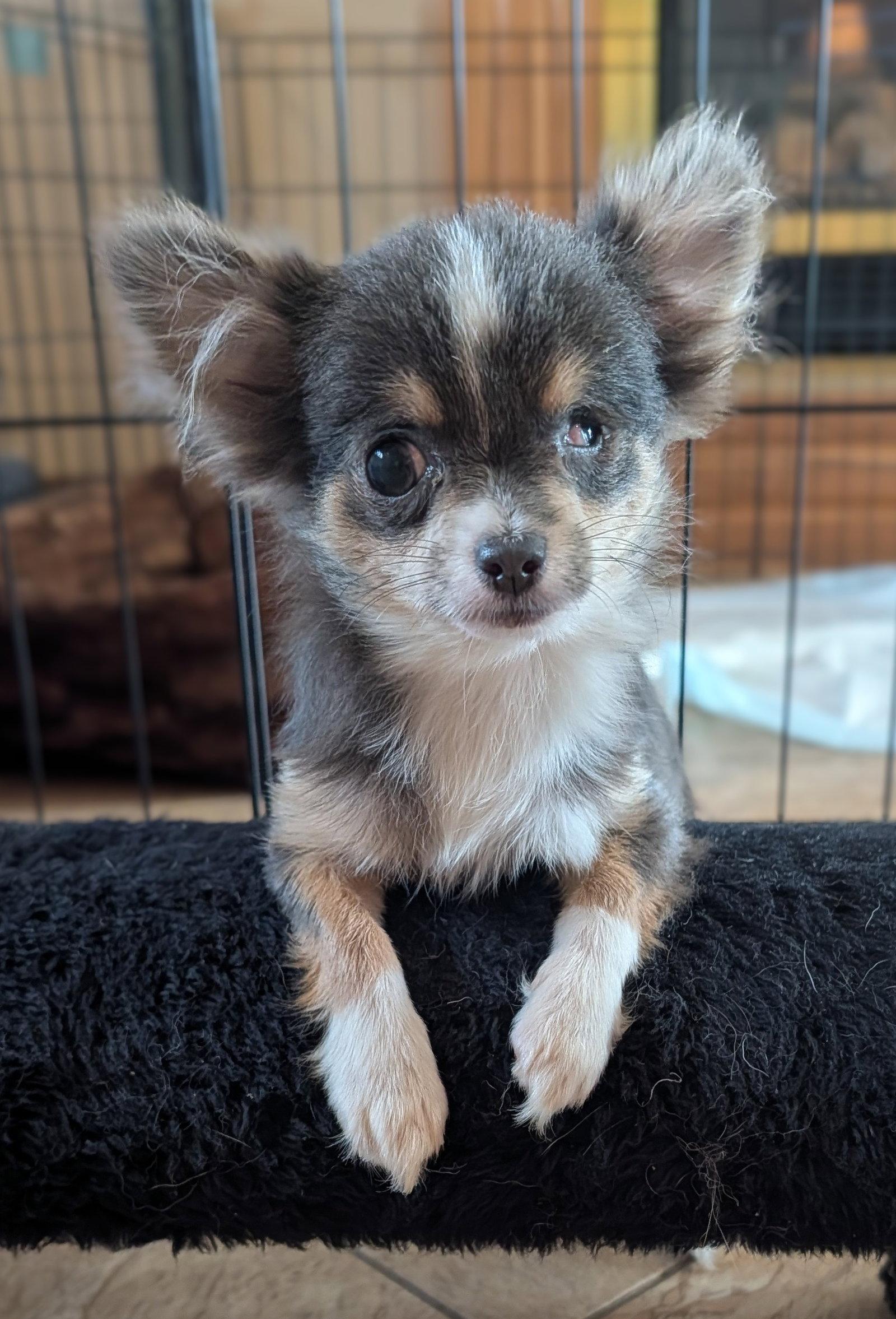 Enlarge Nacho, a Adoptable Chihuahua in Sioux Falls, SD image 1/3