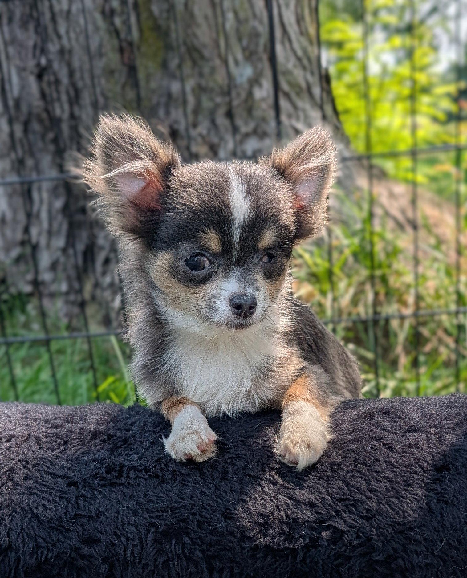 Enlarge Nacho, a Adoptable Chihuahua in Sioux Falls, SD image 2/3