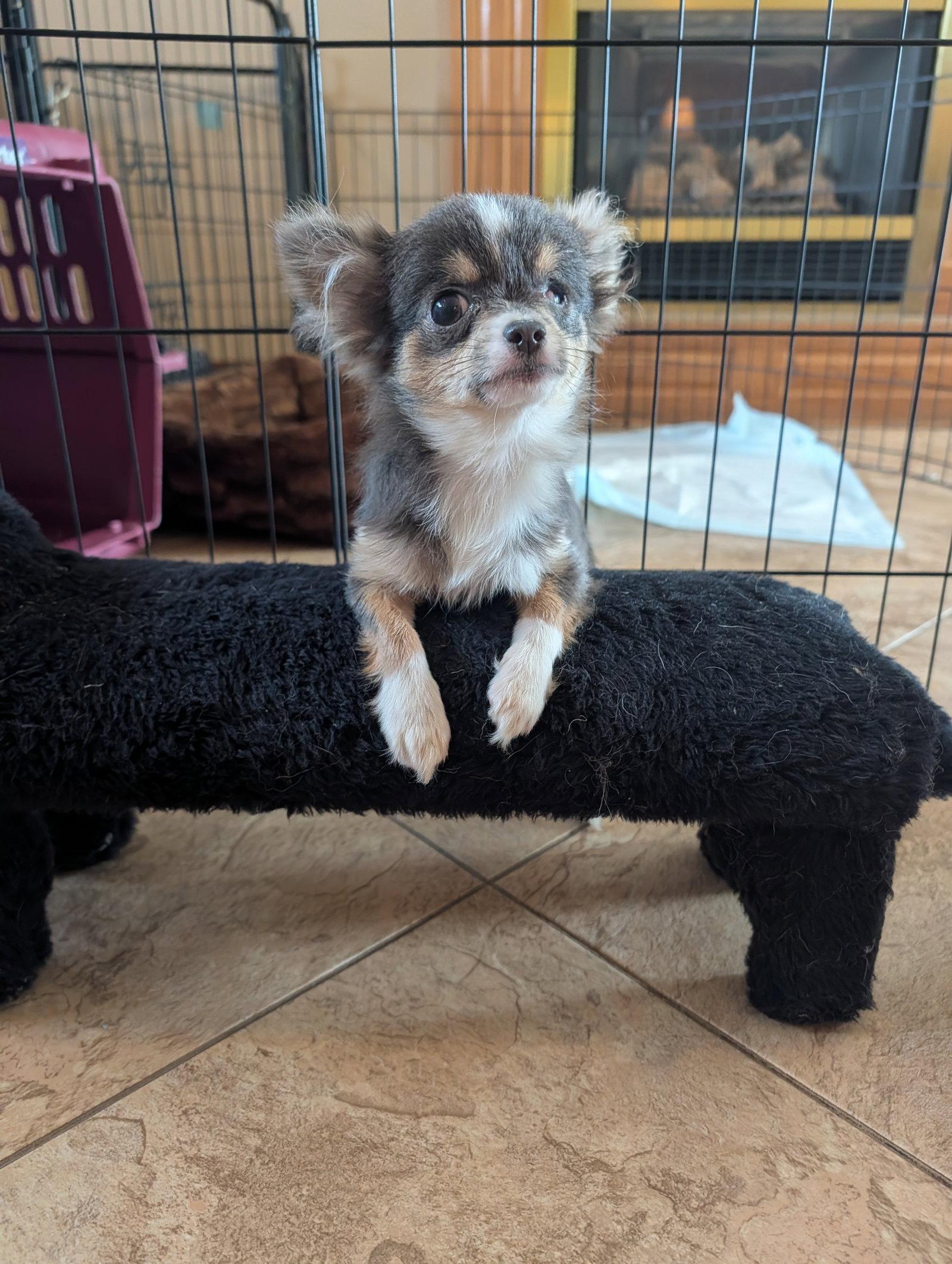 Enlarge Nacho, a Adoptable Chihuahua in Sioux Falls, SD image 3/3