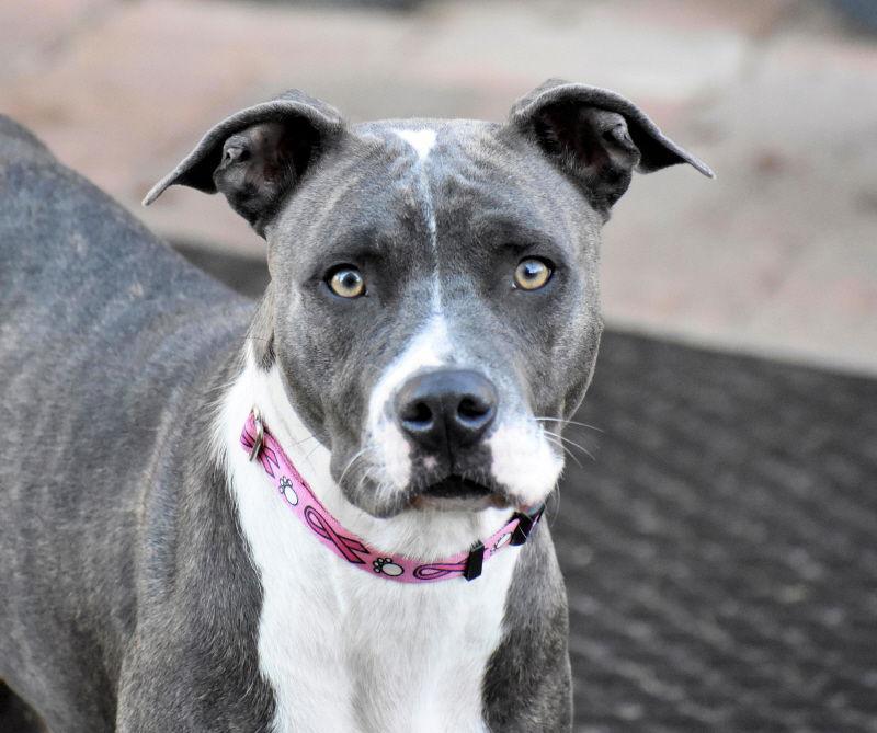 Enlarge Dora, a Adoptable Pit Bull Terrier in Oklahoma City, OK image 1/3