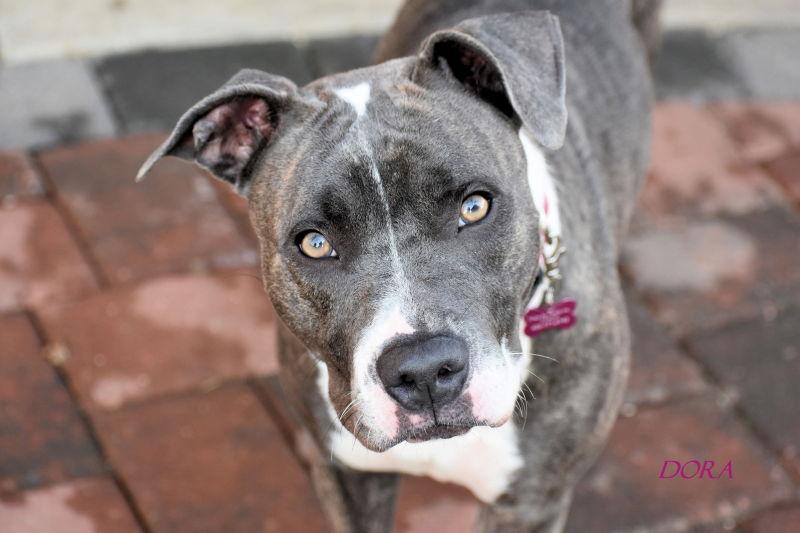Enlarge Dora, a Adoptable Pit Bull Terrier in Oklahoma City, OK image 2/3