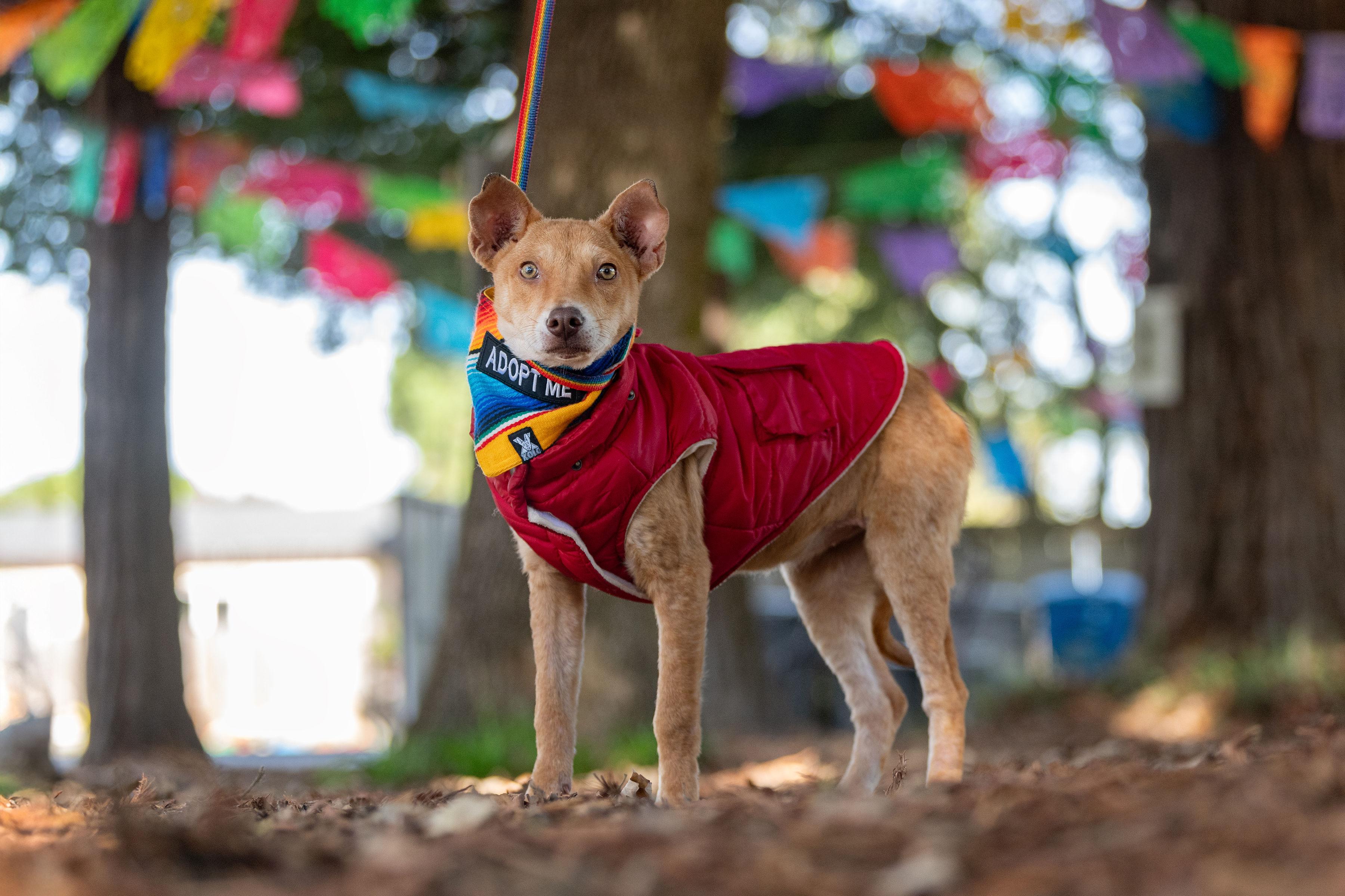 Enlarge Papaya, an adopted mixed breed in Santa Rosa, CA image 4/5