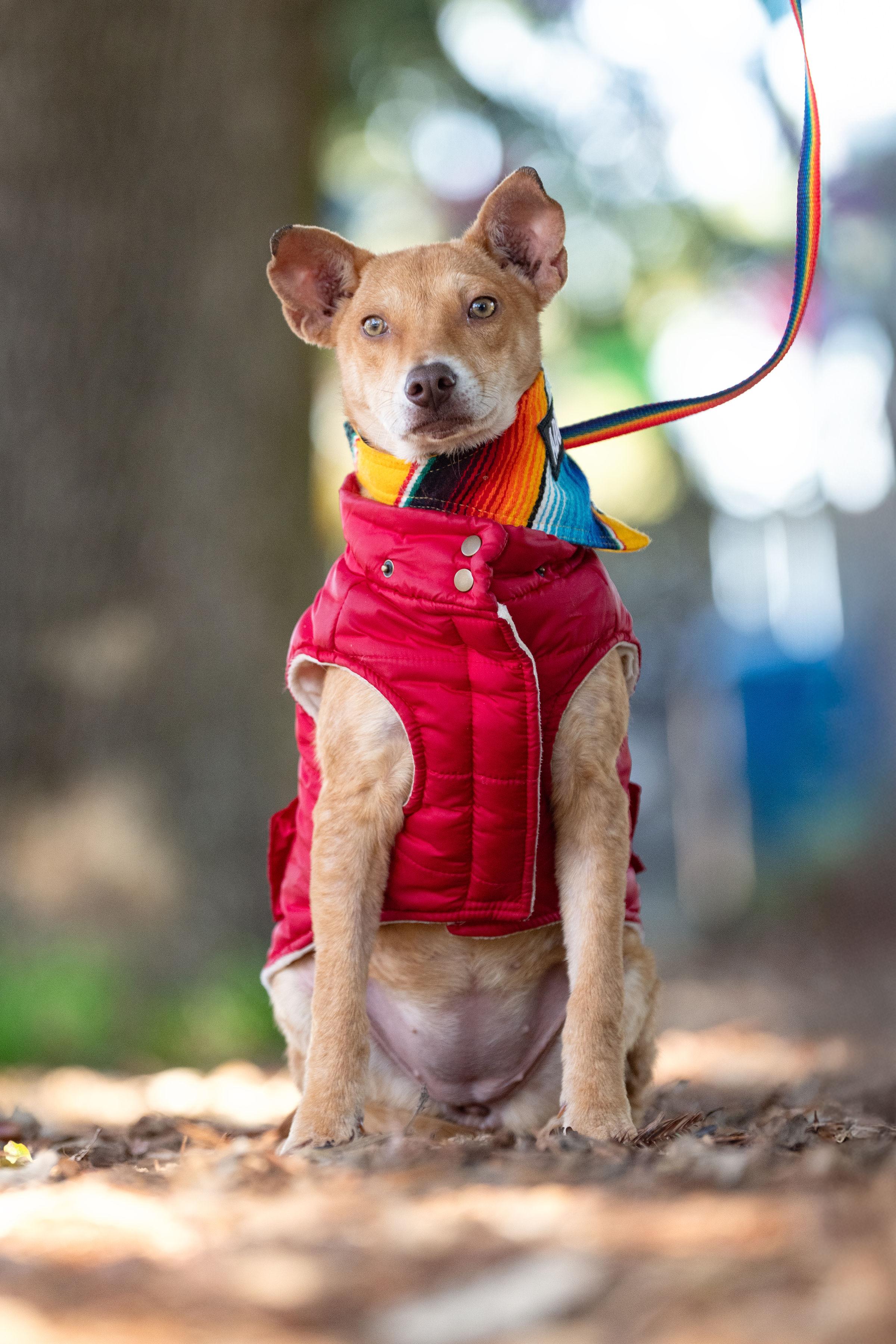 Enlarge Papaya, an adopted mixed breed in Santa Rosa, CA image 2/5