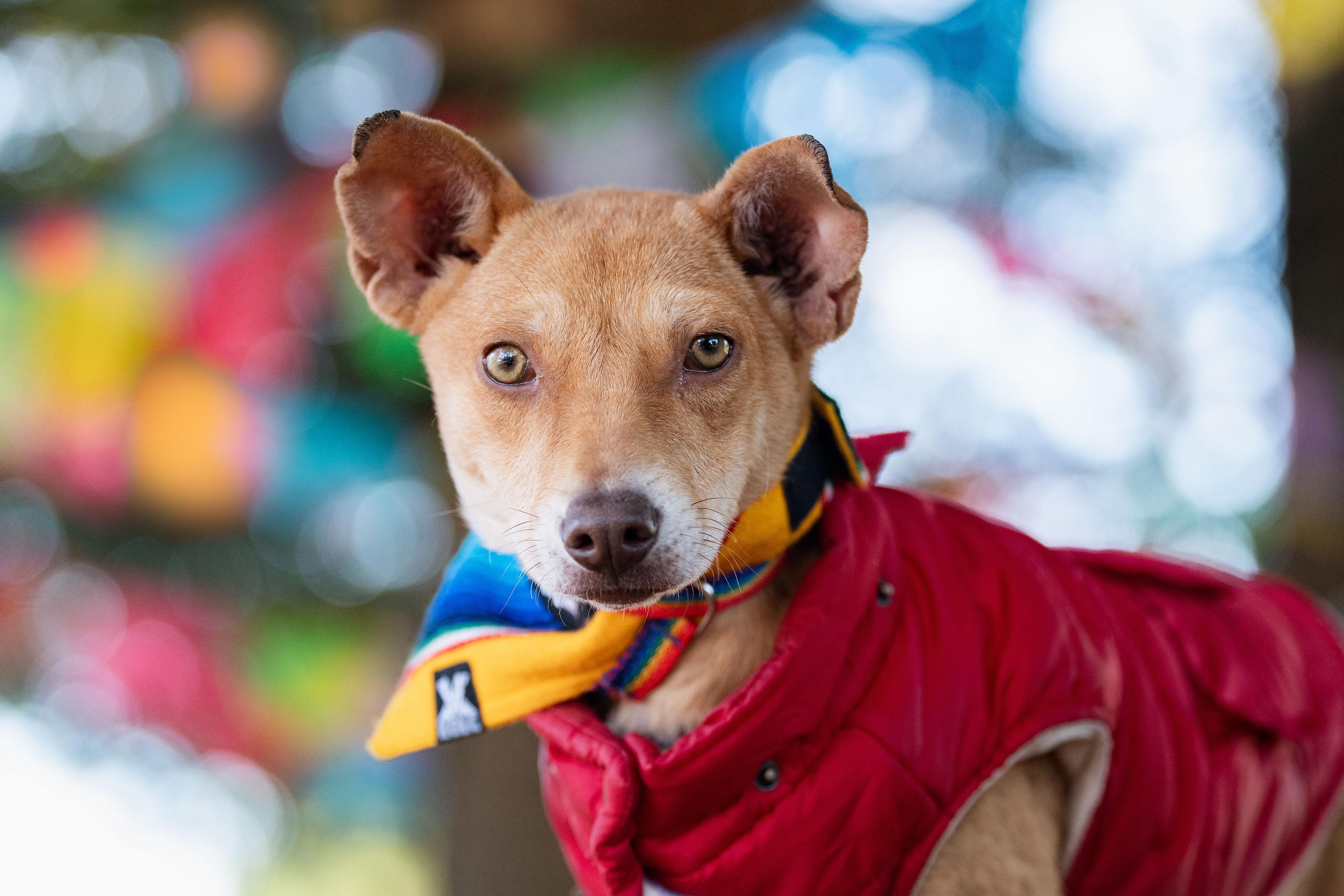 Papaya, adopted, Young Female Terrier.