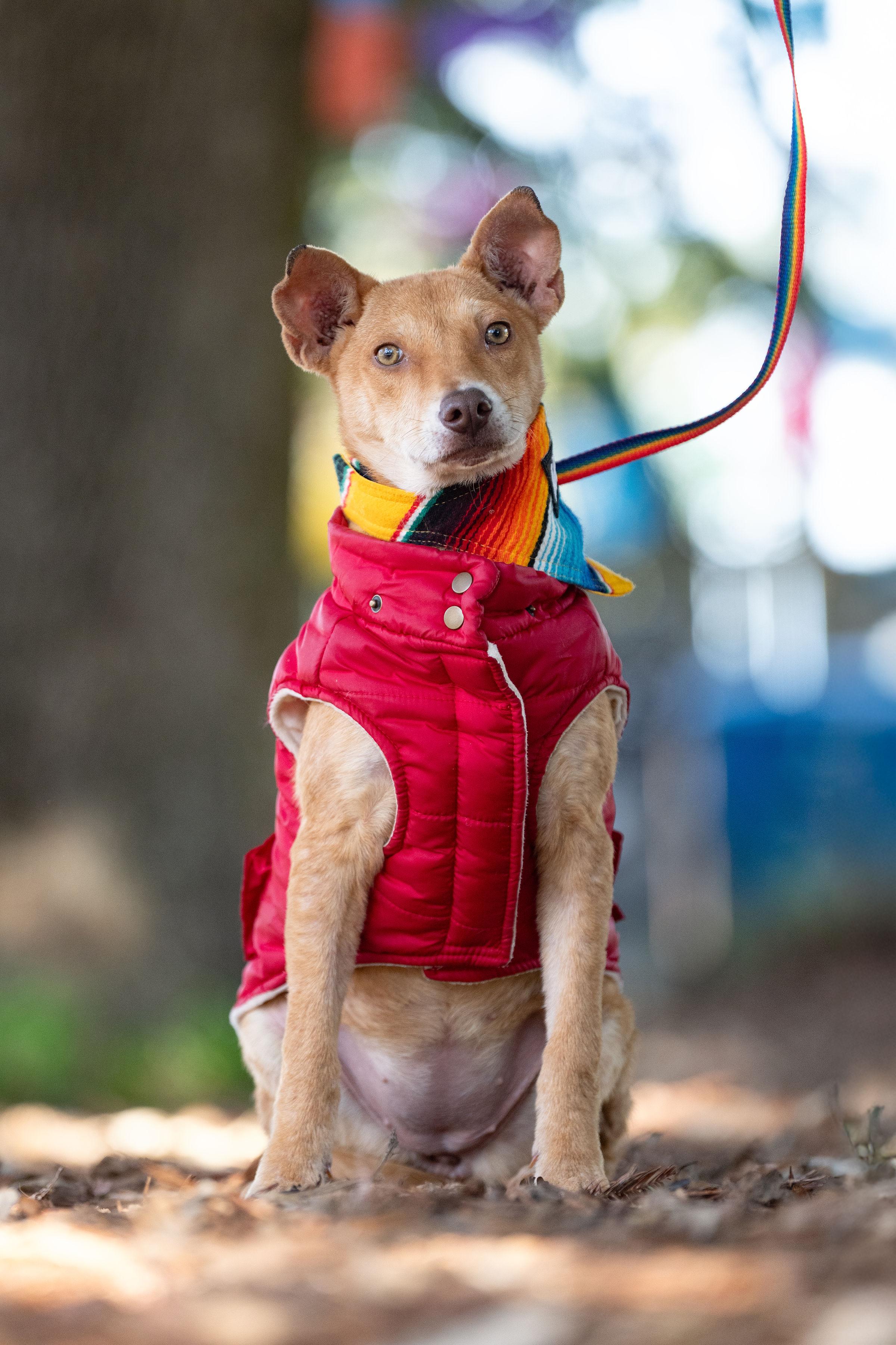 Enlarge Papaya, an adopted mixed breed in Santa Rosa, CA image 5/5