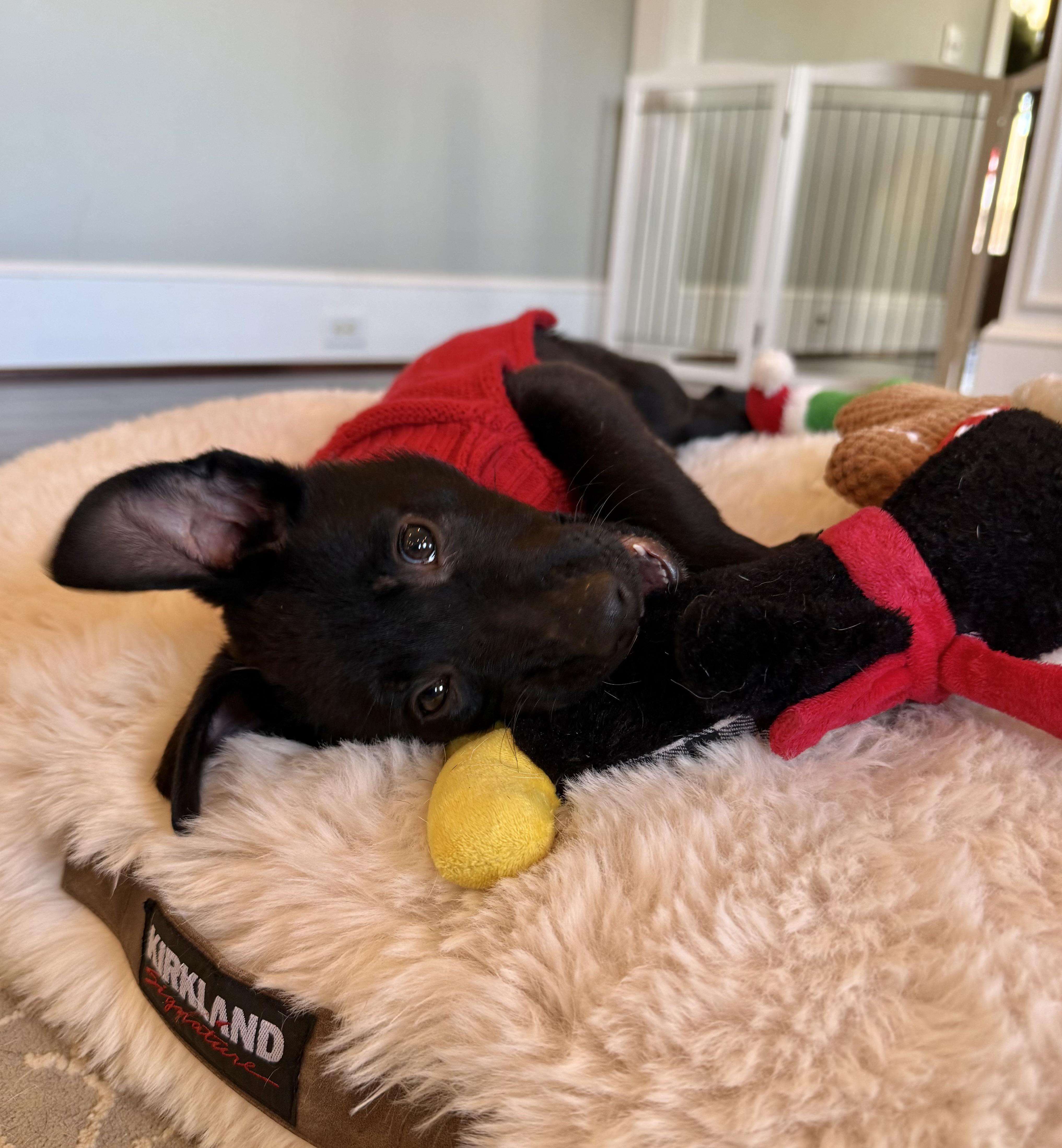Enlarge Cousin  Eddie, a ADOPTABLE mixed breed in Albemarle, NC image 1/2