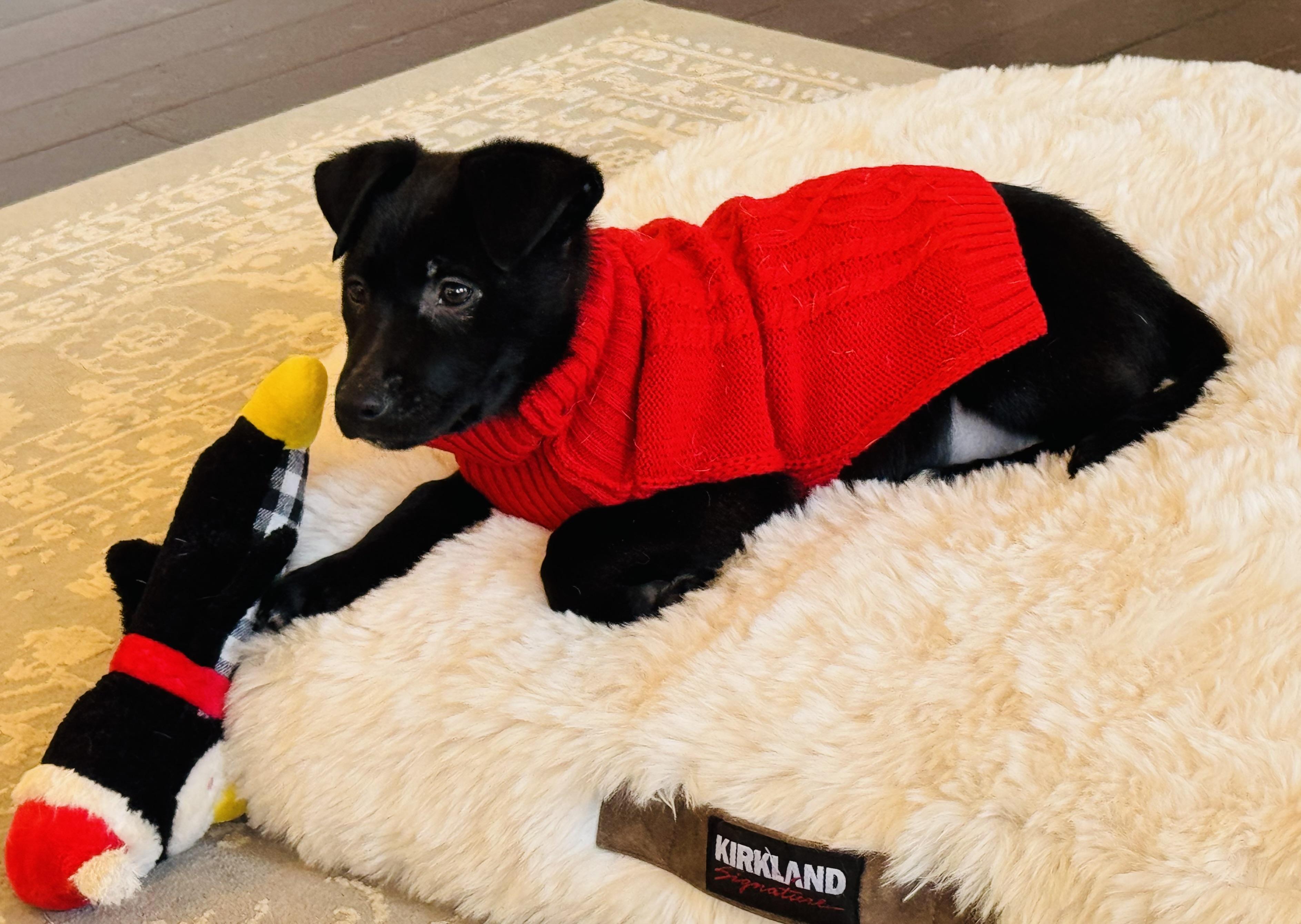 Enlarge Cousin  Eddie, a ADOPTABLE mixed breed in Albemarle, NC image 2/2