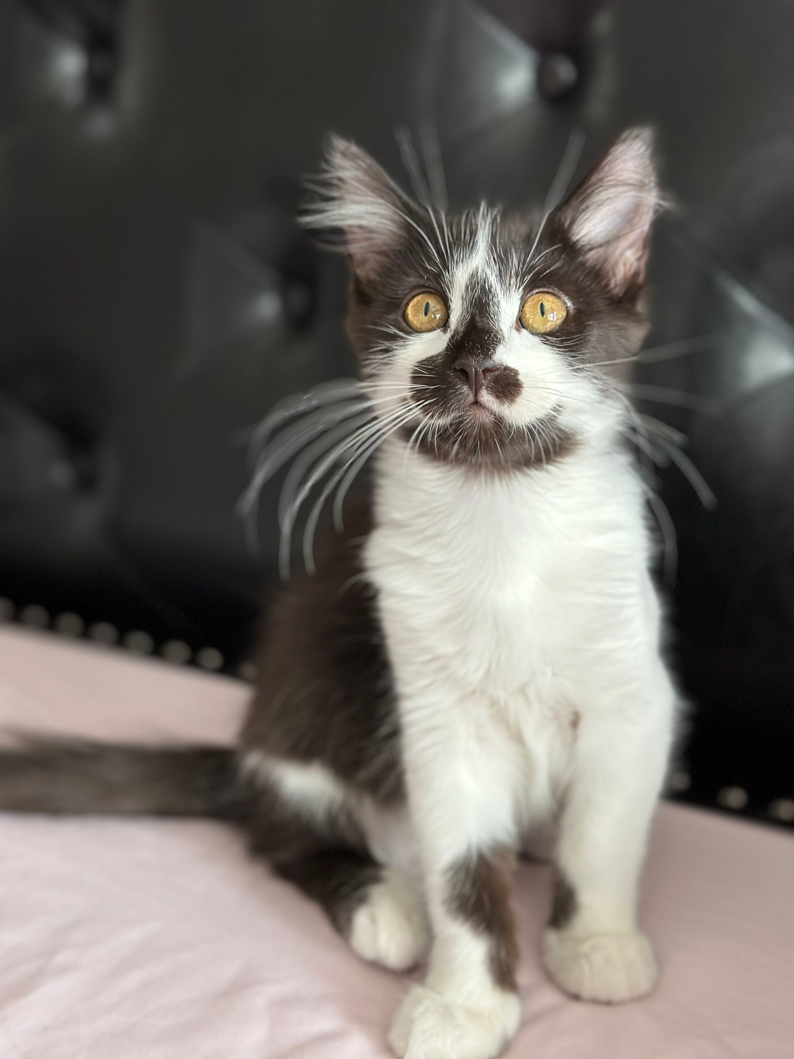 Enlarge Dylan, a Adopted Domestic Long Hair in Phoenix, AZ image 1/12