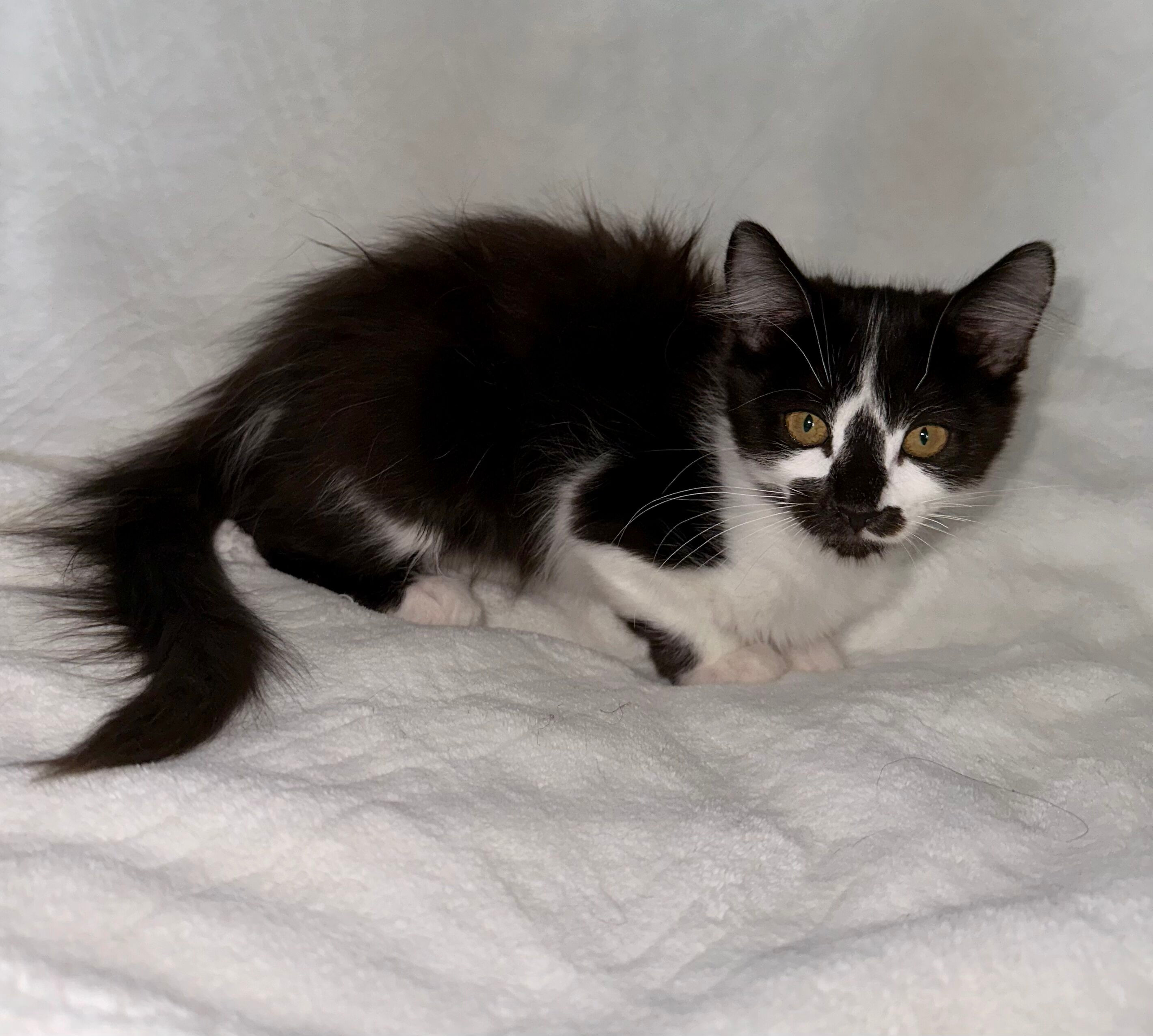 Enlarge Dylan, a Adopted Domestic Long Hair in Phoenix, AZ image 3/12