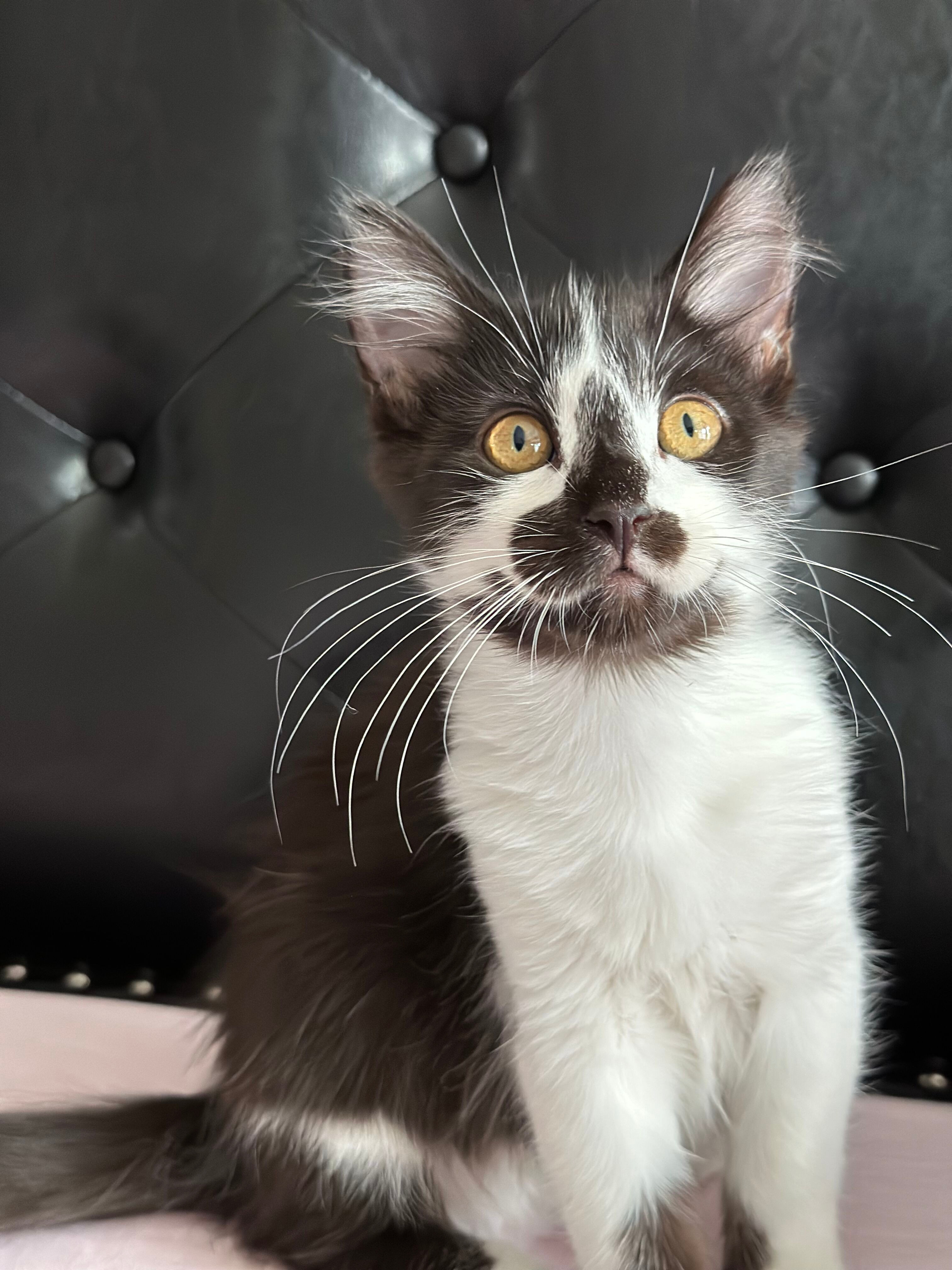 Enlarge Dylan, a Adopted Domestic Long Hair in Phoenix, AZ image 4/12