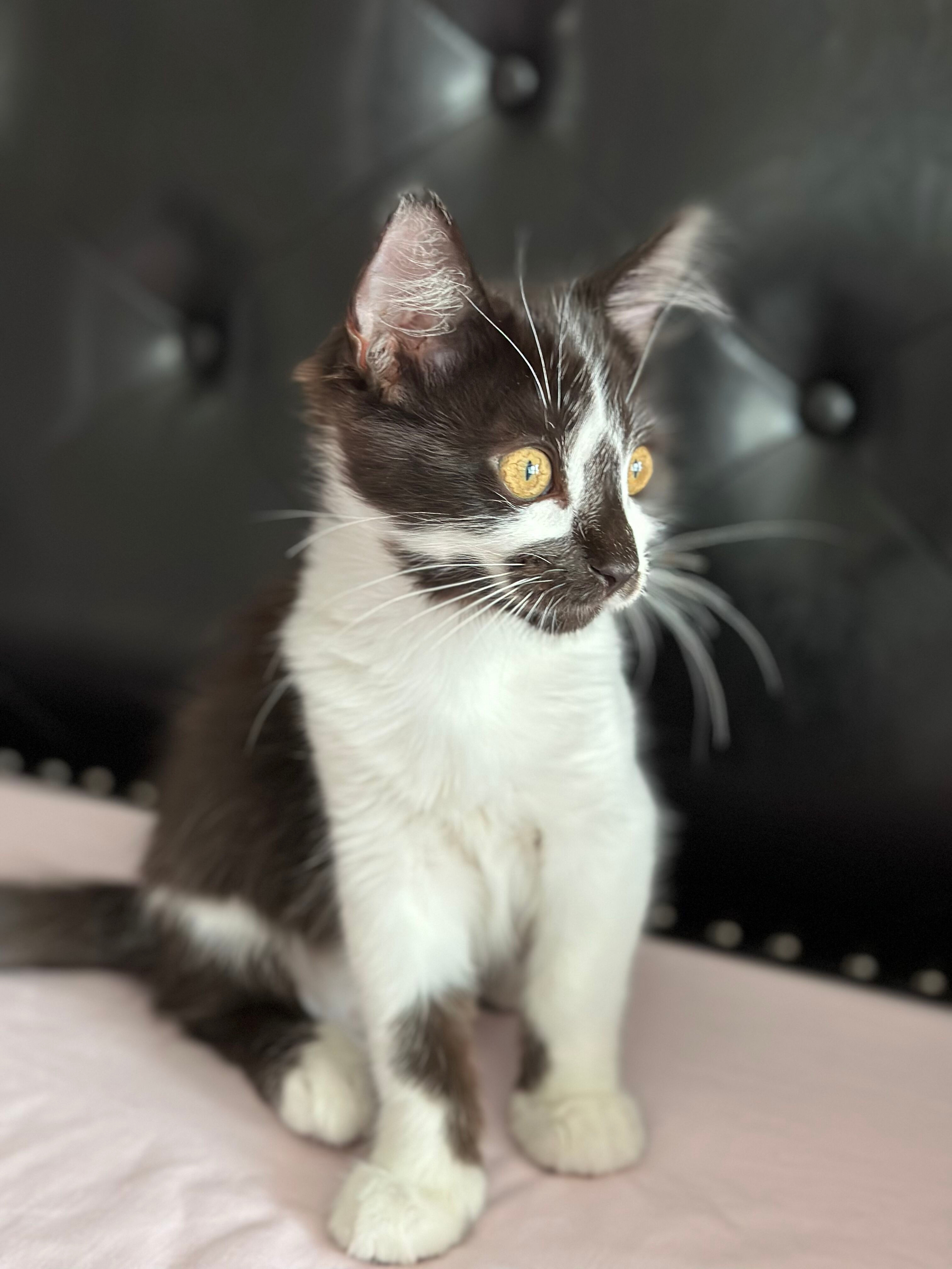 Enlarge Dylan, a Adopted Domestic Long Hair in Phoenix, AZ image 5/12