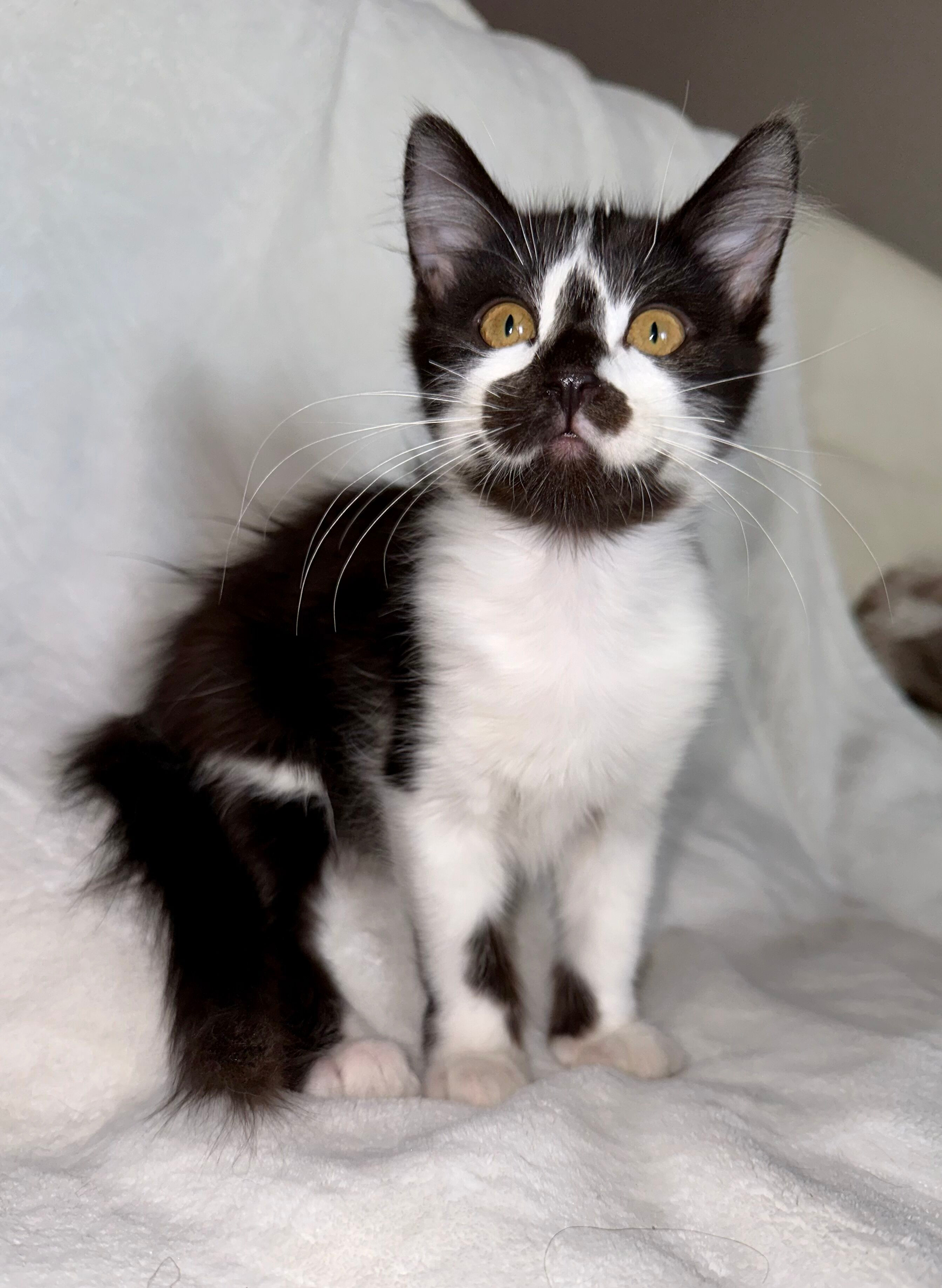 Enlarge Dylan, a Adopted Domestic Long Hair in Phoenix, AZ image 6/12