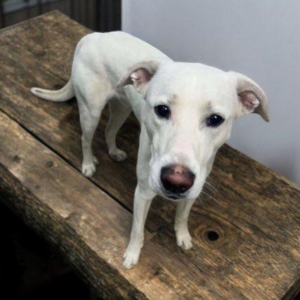 Ghost, Adoptable, Adult Male Labrador Retriever.