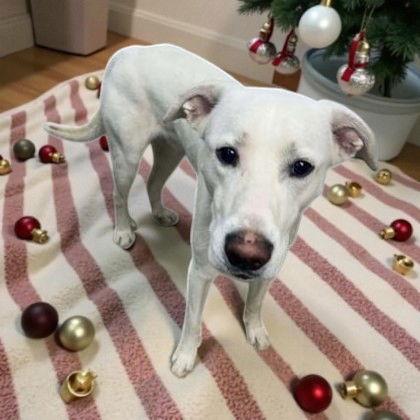Ghost, a Adoptable Labrador Retriever in Sullivan, IN image 2/3