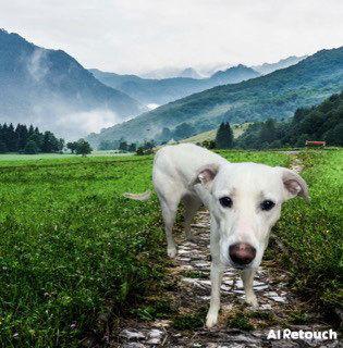 Ghost, a Adoptable Labrador Retriever in Sullivan, IN image 3/3