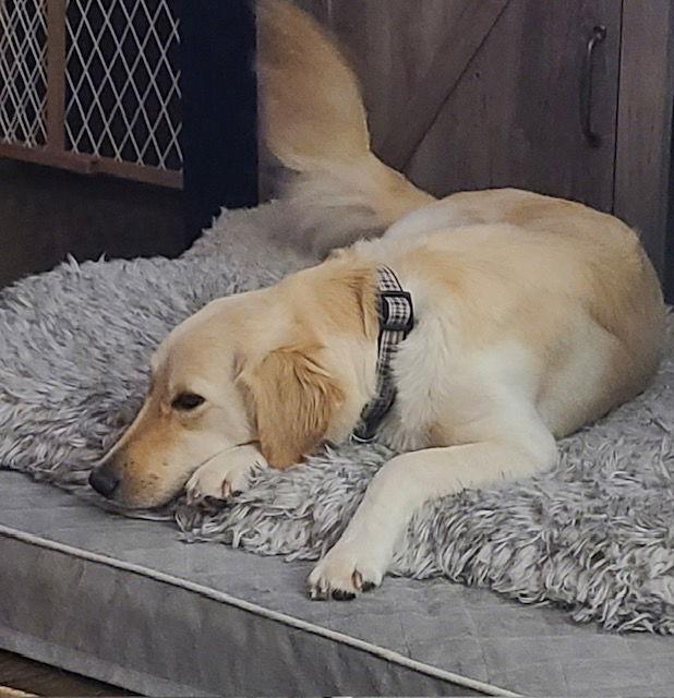 Maye, Adopted, Puppy Female Golden Retriever & Labrador Retriever.