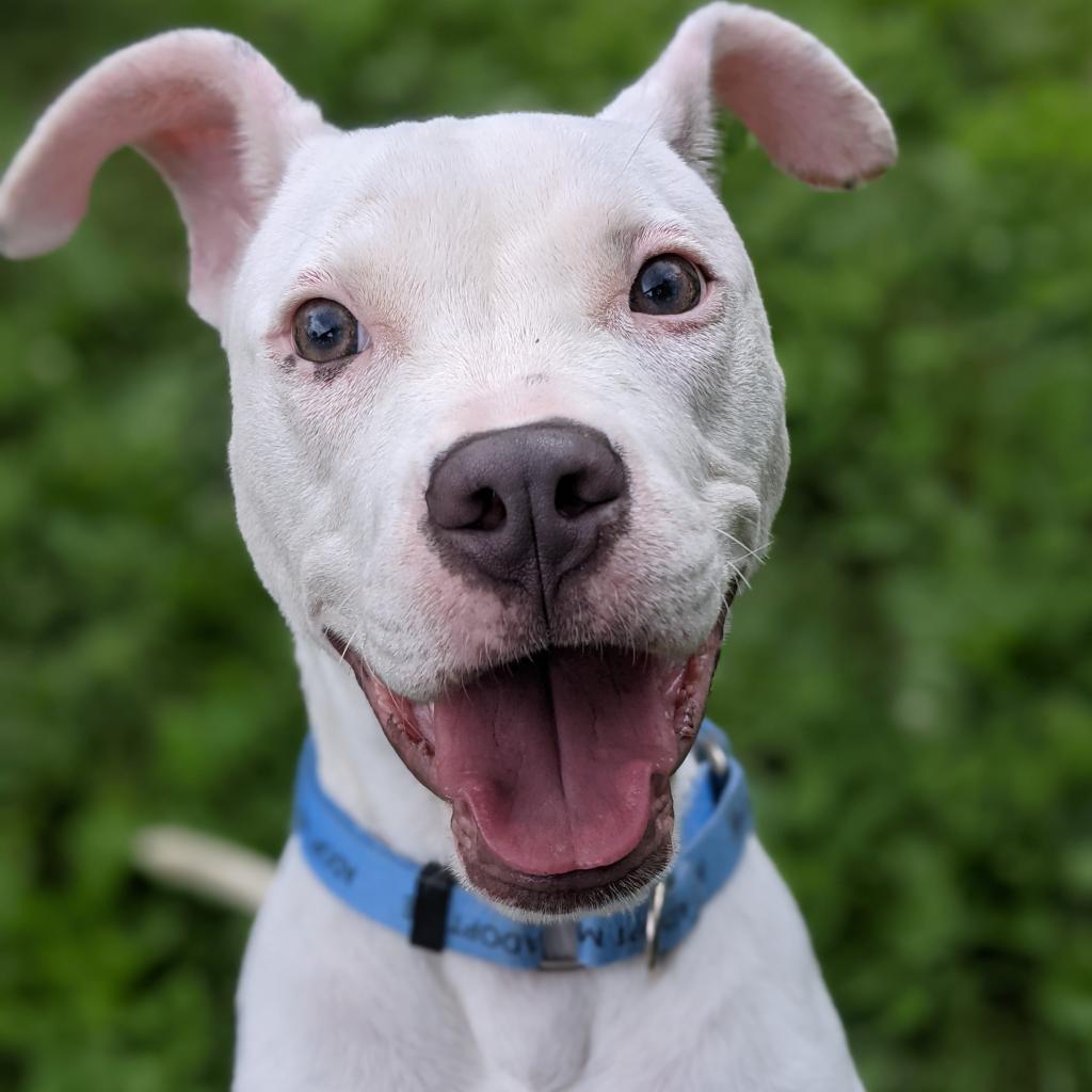 Enlarge Pepper (fka Glimmer), a Adoptable mixed breed in Newark, DE image 5/6