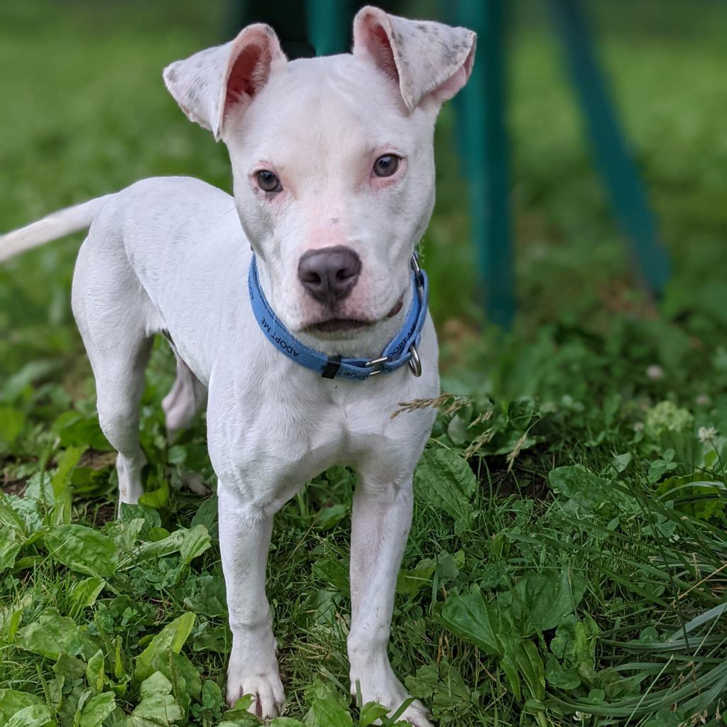Enlarge Pepper (fka Glimmer), a Adoptable mixed breed in Newark, DE image 6/6