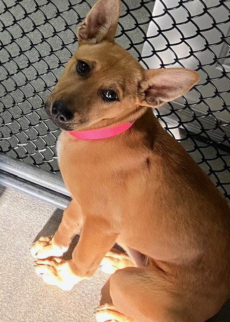 Ava 5 months Available 4/1, Adoptable, Young Female Shepherd.