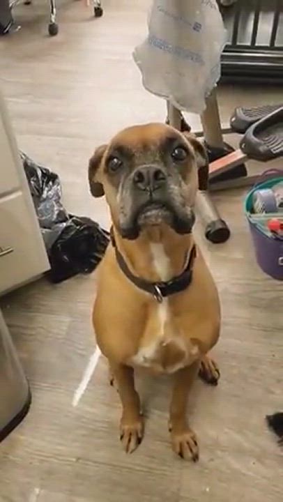 Enlarge Riely, a Adopted Boxer in New Franklin, OH video 1/2