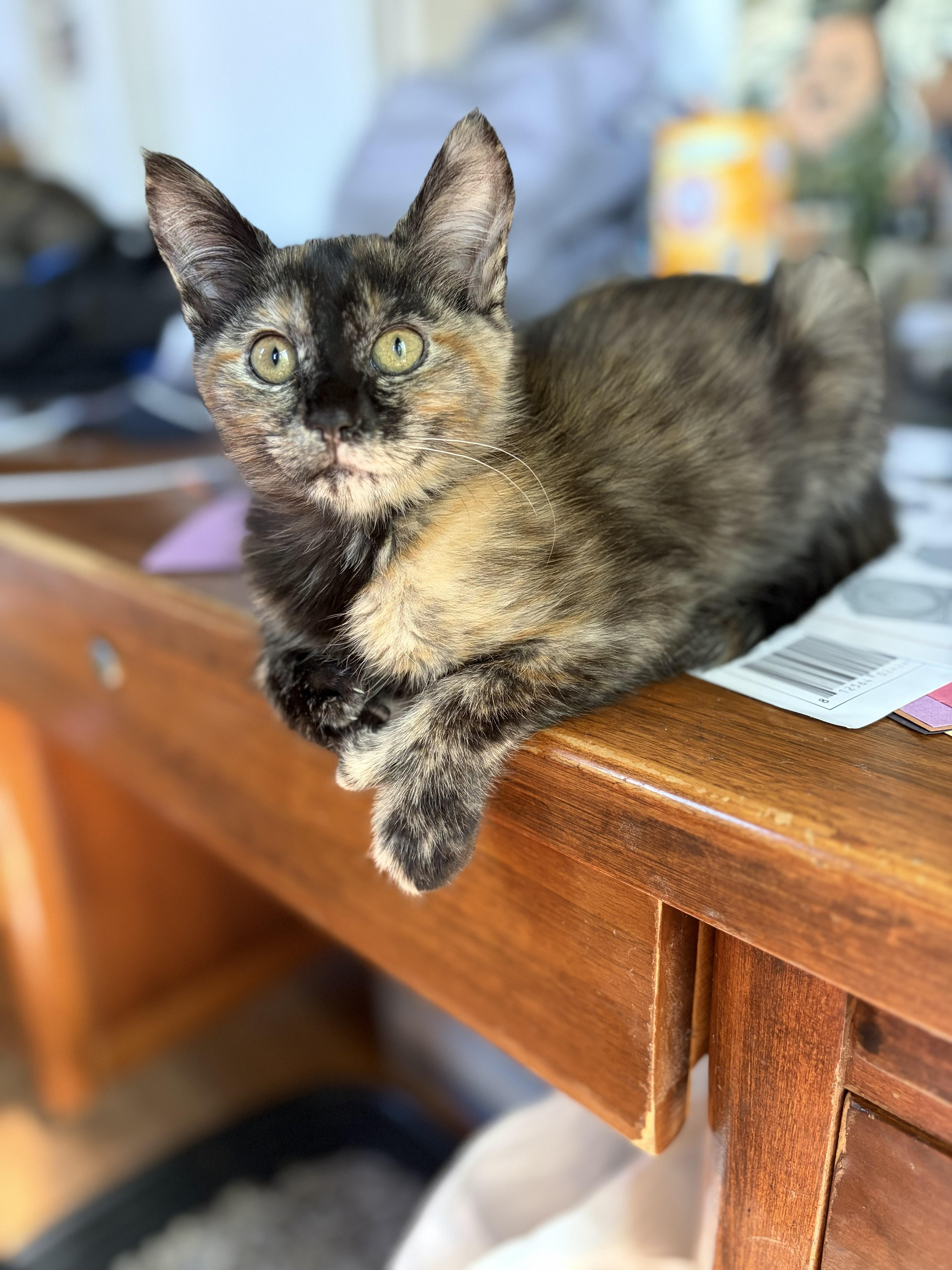 Peppa, ADOPTABLE, Kitten Female Domestic Short Hair.