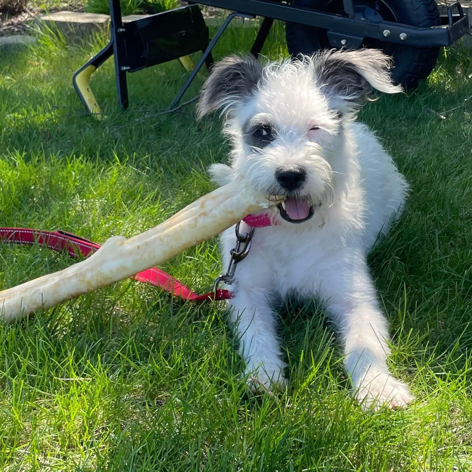 Enlarge Nipsey, a ADOPTABLE mixed breed in McHenry, IL image 2/4