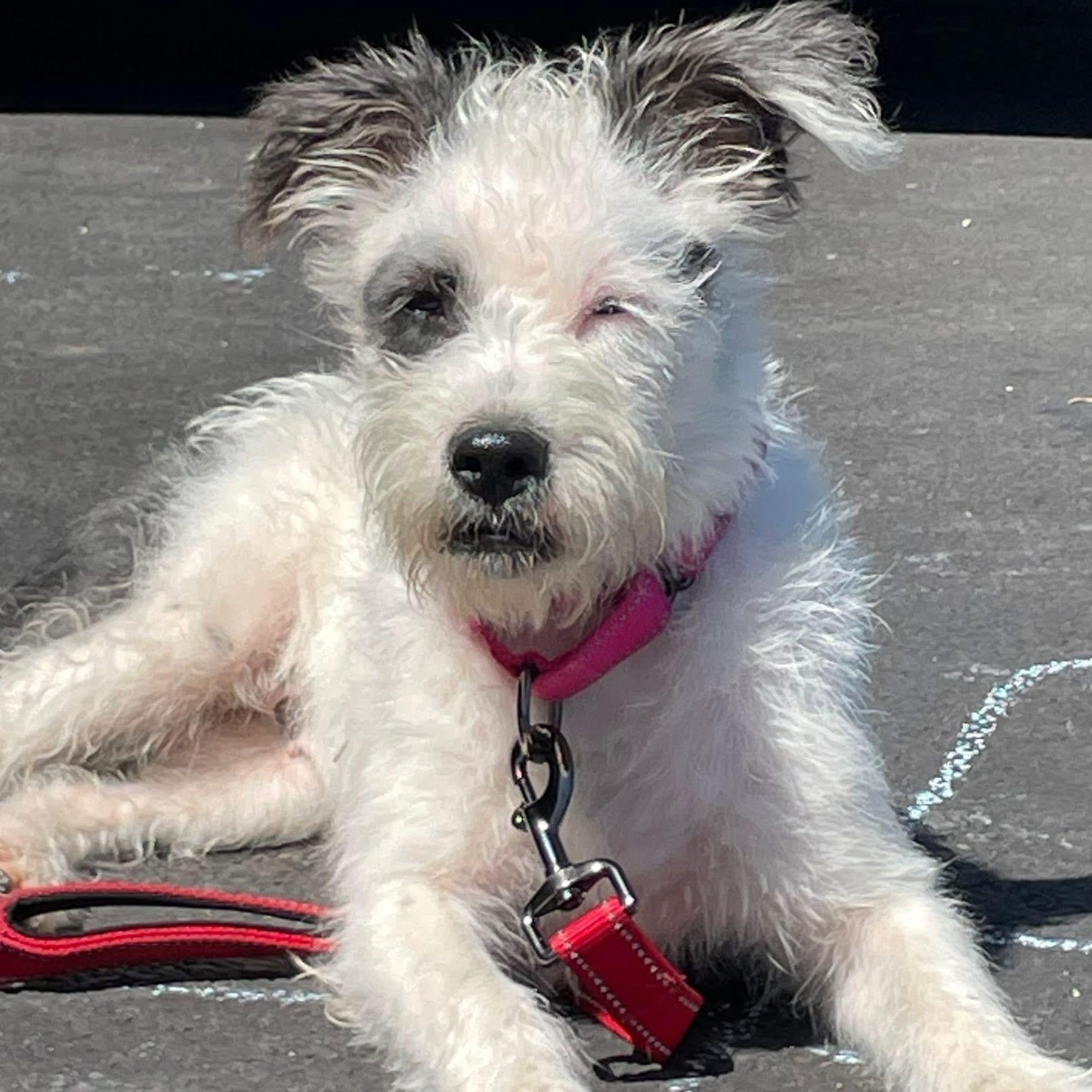 Enlarge Nipsey, a ADOPTABLE mixed breed in McHenry, IL image 3/4