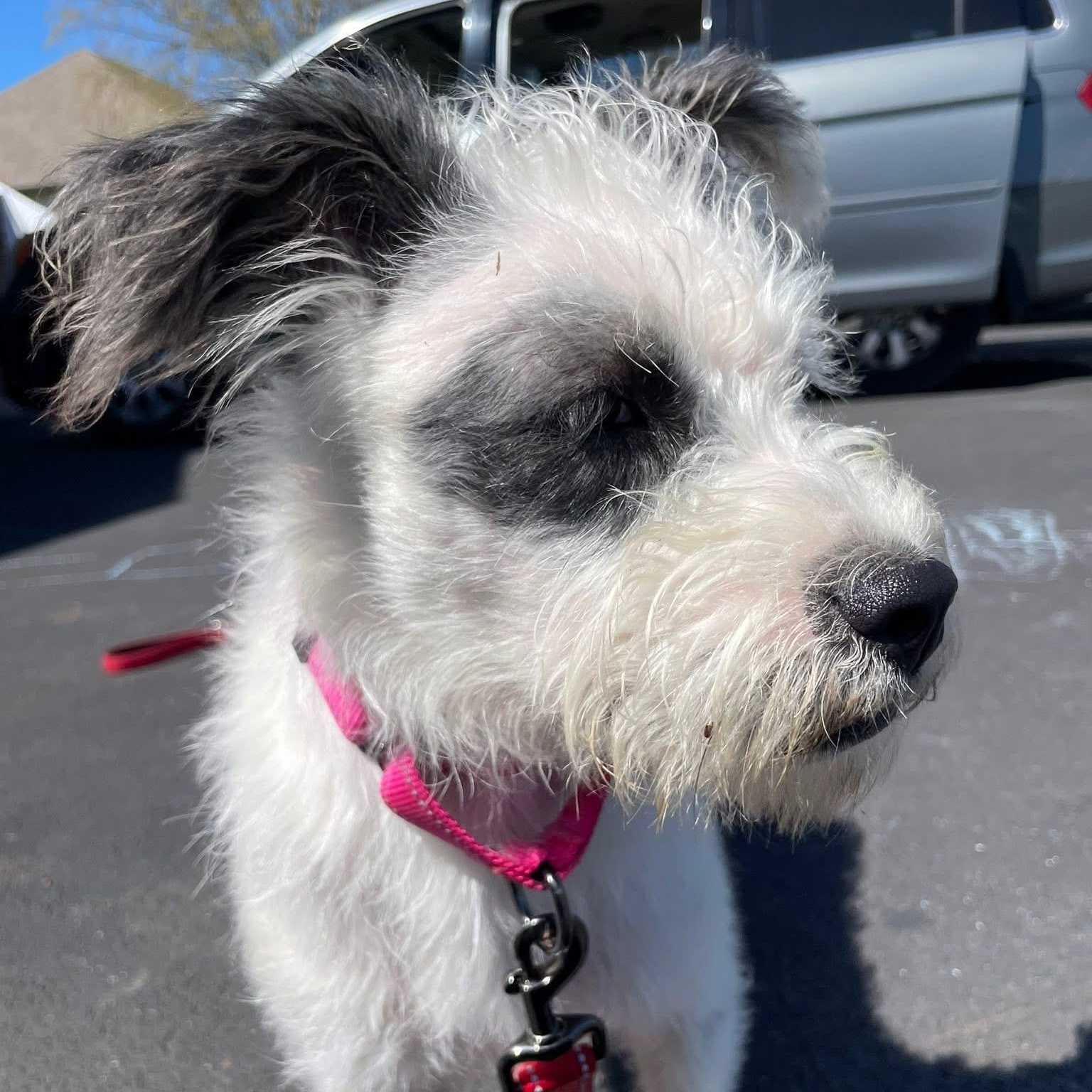 Enlarge Nipsey, a ADOPTABLE mixed breed in McHenry, IL image 4/4