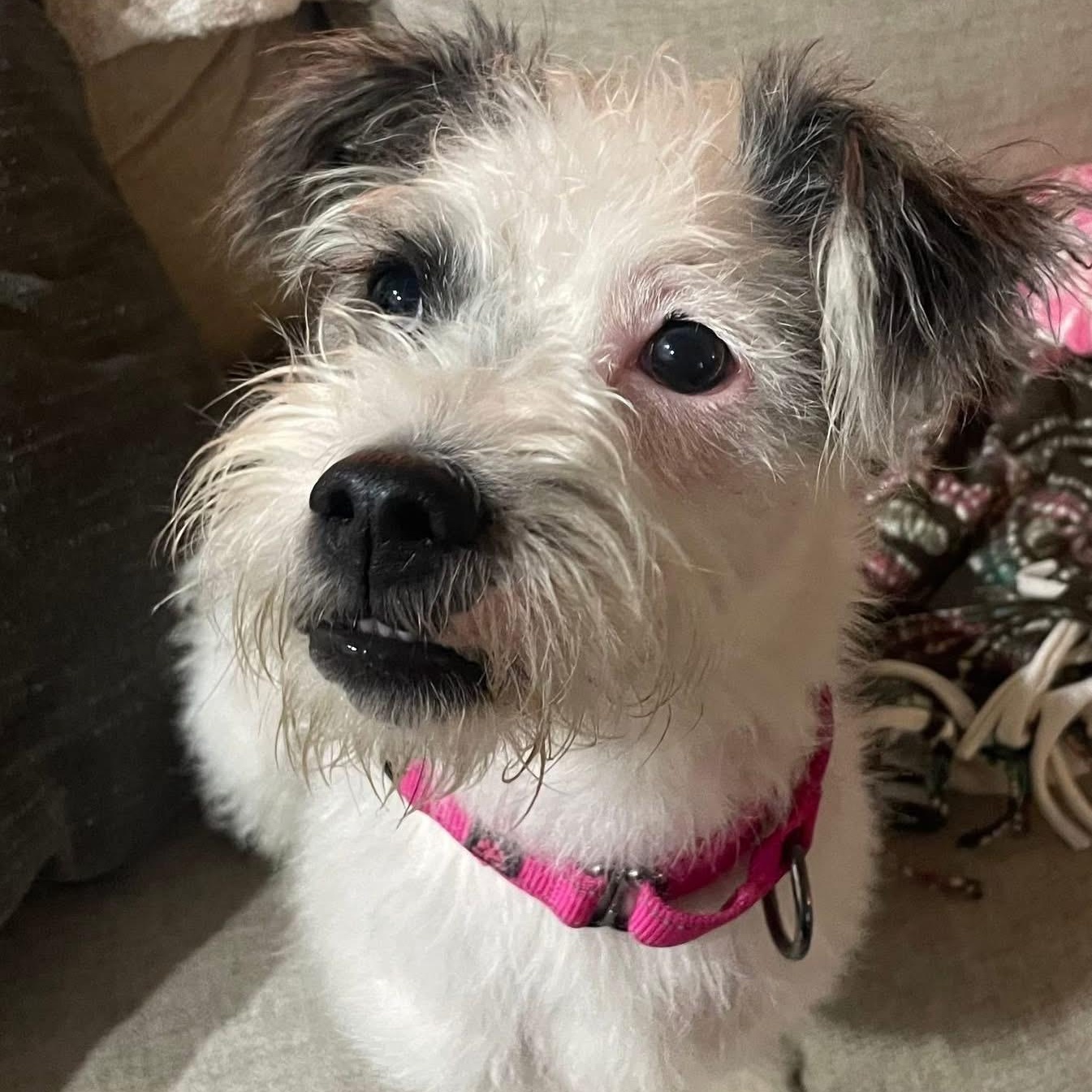 Nipsey, ADOPTABLE, Young Female Terrier.
