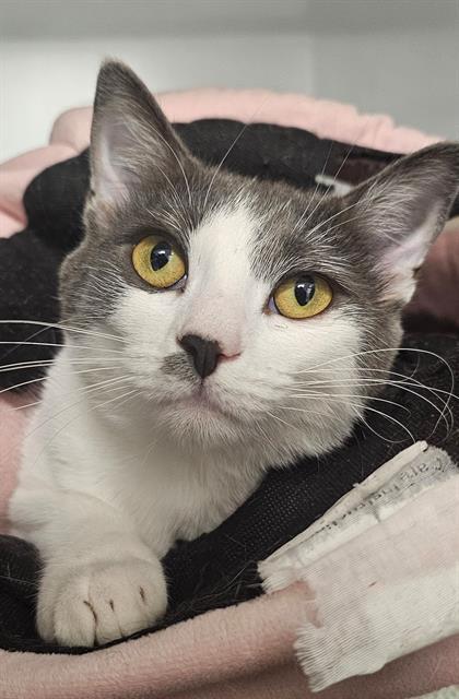 Enlarge CHRISSY*, a Adoptable Domestic Short Hair in Santa Cruz, CA image 1/1