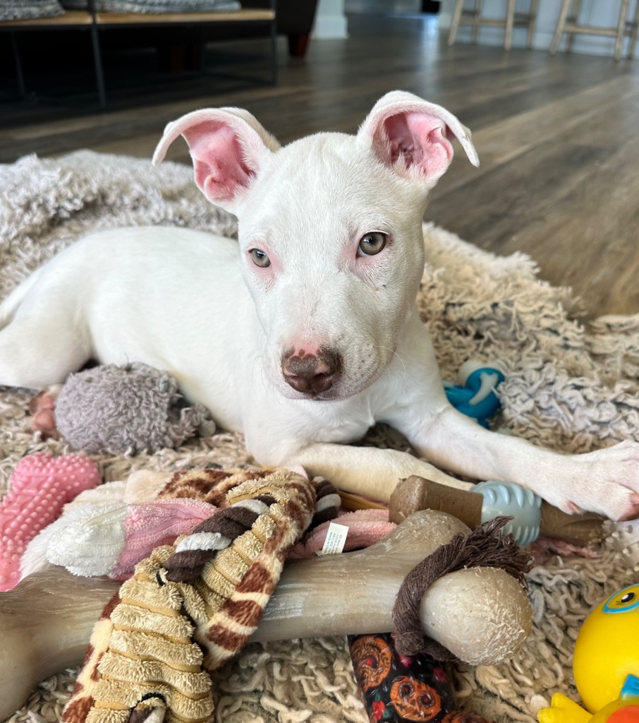 Dog for adoption Fergie, a Bull Terrier Mix in Guilford, CT Petfinder