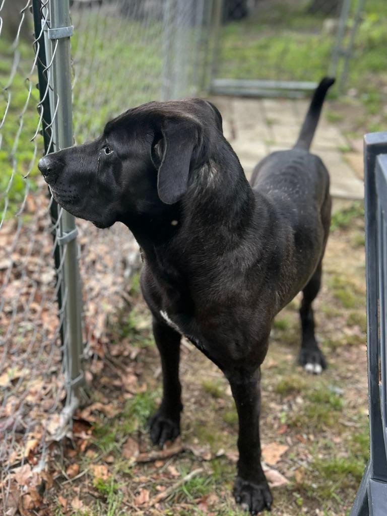 Enlarge Rex, a Adoptable mixed breed in Mena, AR image 1/5