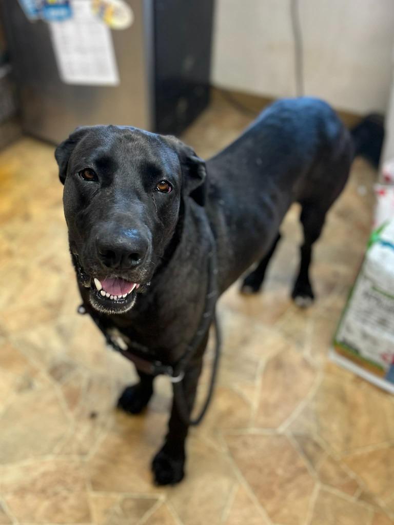Enlarge Rex, a Adoptable mixed breed in Mena, AR image 2/5