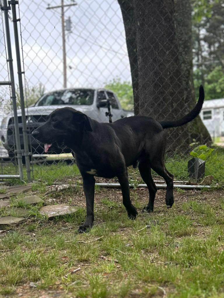 Enlarge Rex, a Adoptable mixed breed in Mena, AR image 3/5