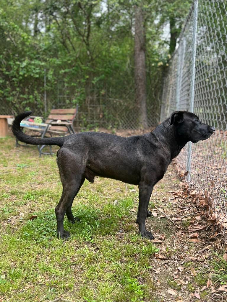 Enlarge Rex, a Adoptable mixed breed in Mena, AR image 4/5